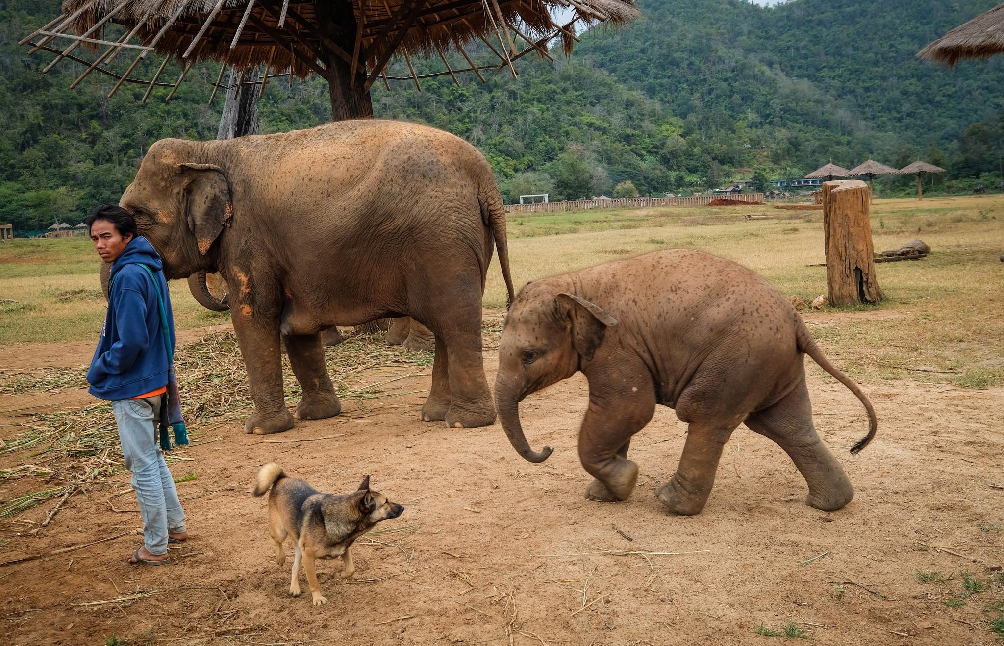 HEI HEI: Ingenting er herligere enn babyelefanter. De som lever trygt i Thailands etiske sentre er bare en liten prosentandel