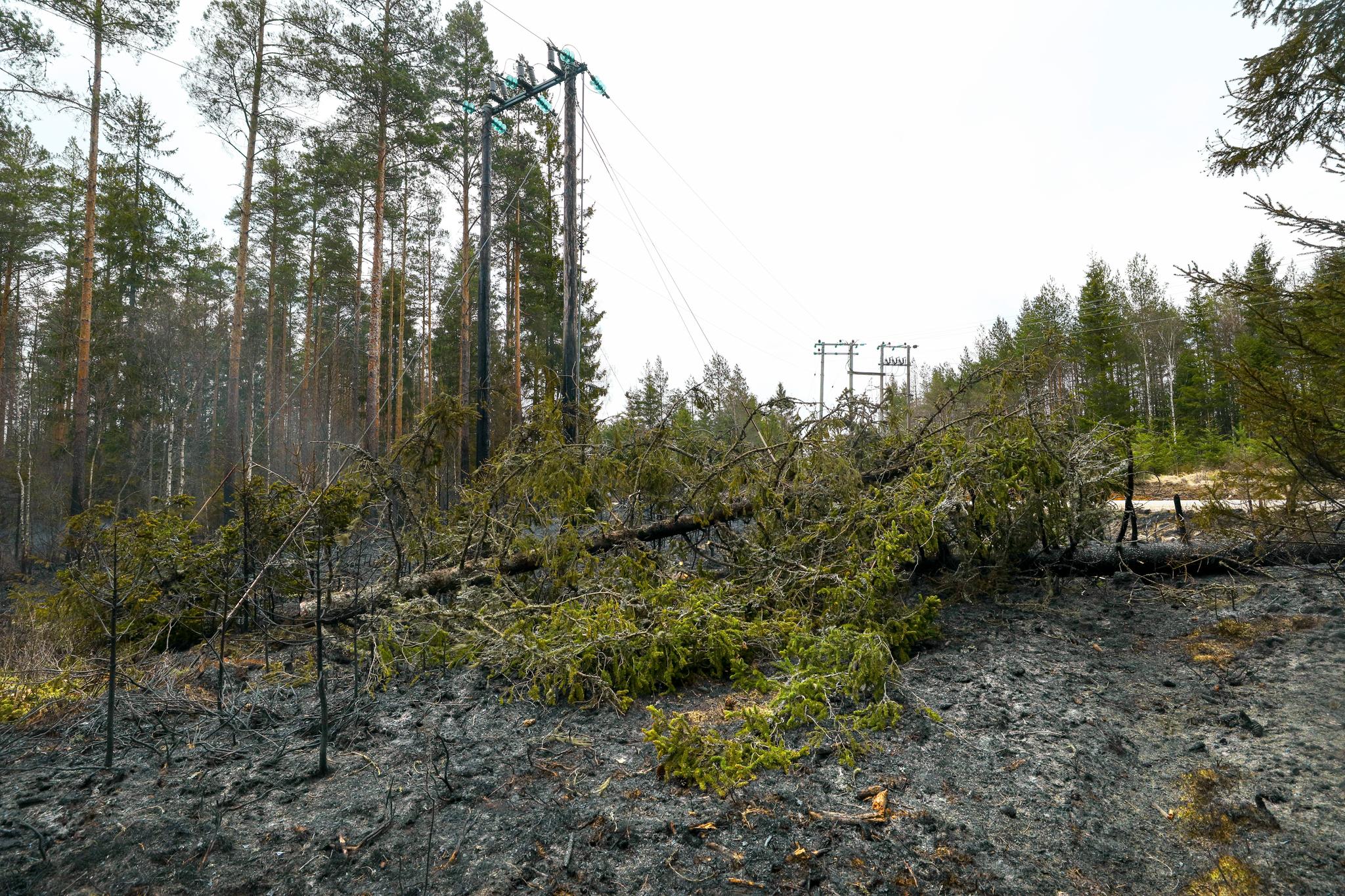 Dette treet falt ned over høyspentledningen og forårsaket skogbrannen utenfor Halden.