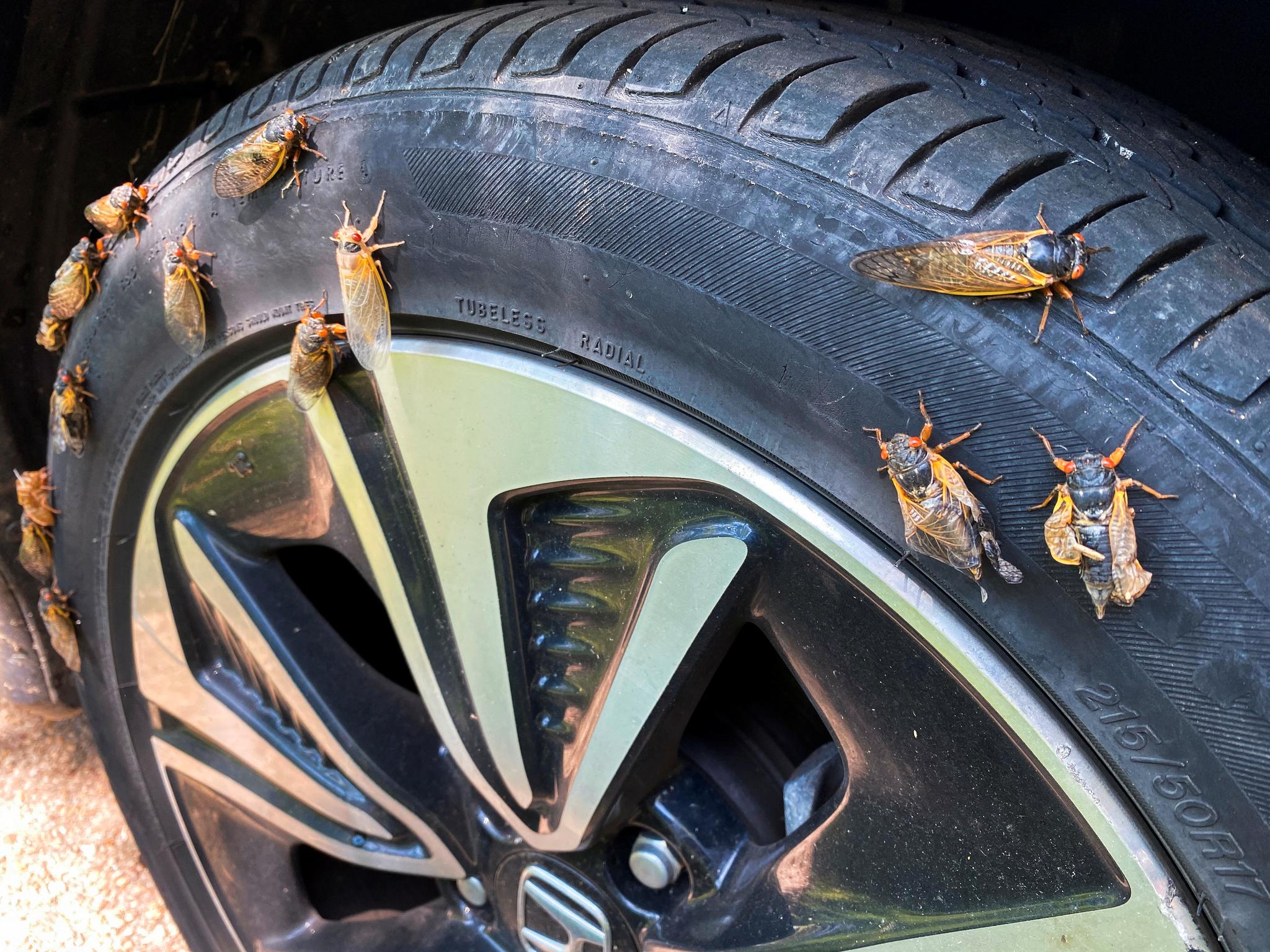 Trillion singing cicadas occupy the United States