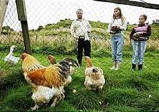 Ma Slakte Flere Hundre Fjorfe