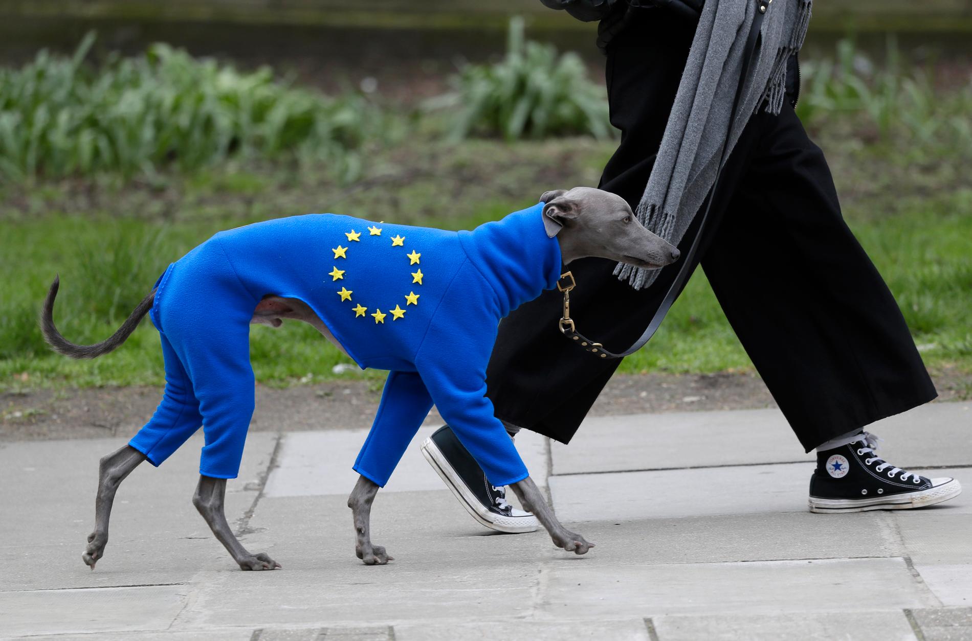 En EU-tilhenger tok med hunden sin i demonstrasjon i London lørdag. Foto: Kirsty Wigglesworth / AP / NTB scanpix