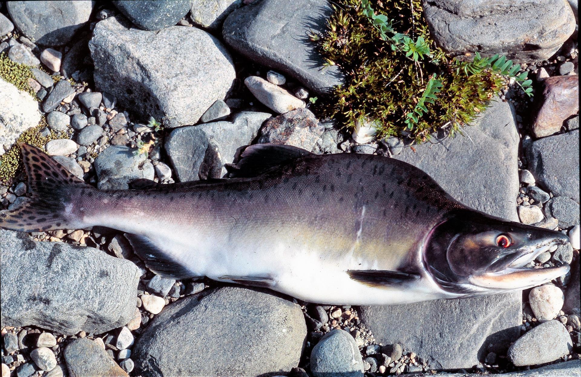 Pukkellaks har svømt opp i svært mange norske vassdrag og kan utkonkurrere norsk laks.