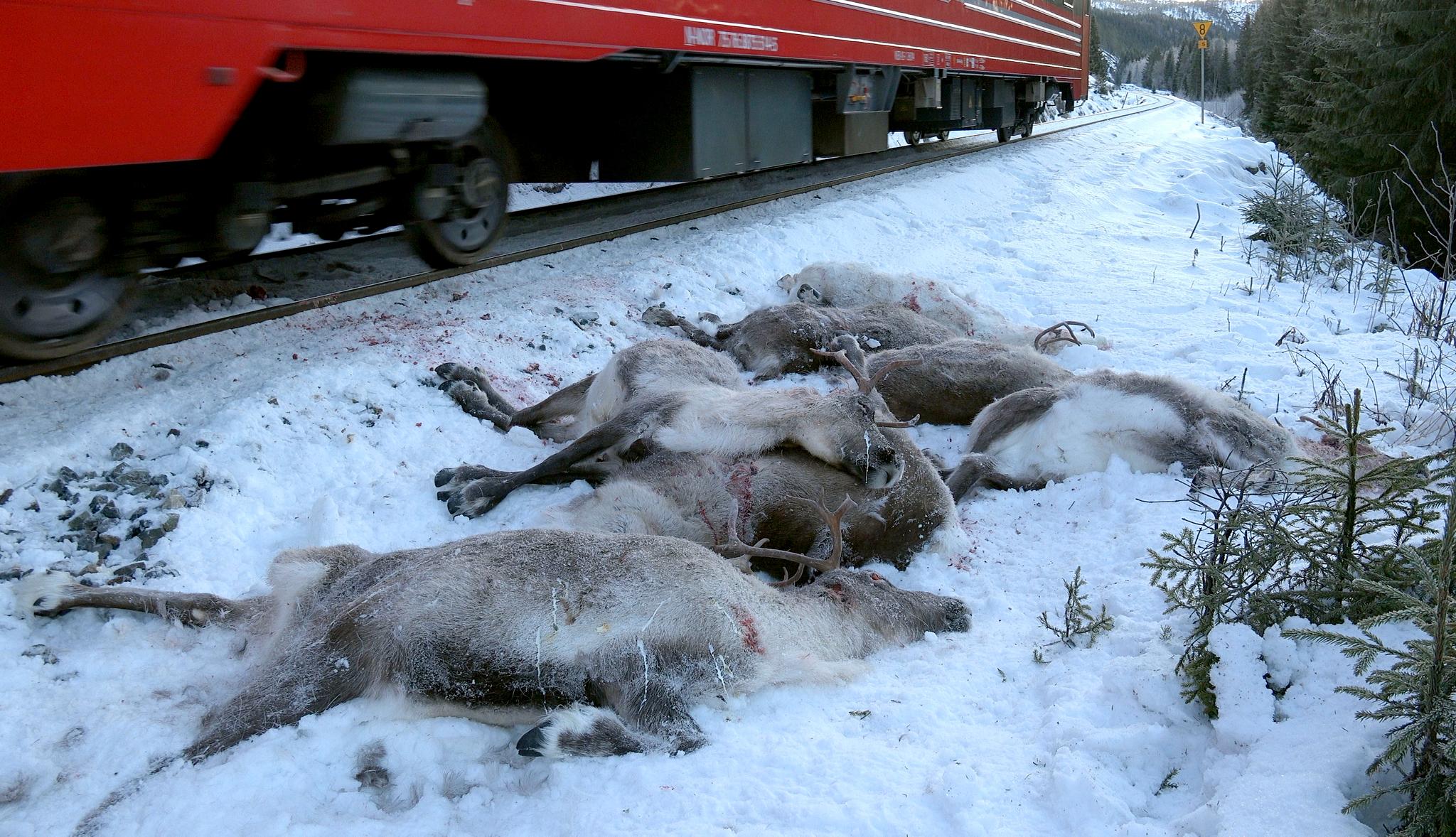 Over 200 rein er på kort tid blitt påkjørt og drept av tog langs Nordlandsbanen. 