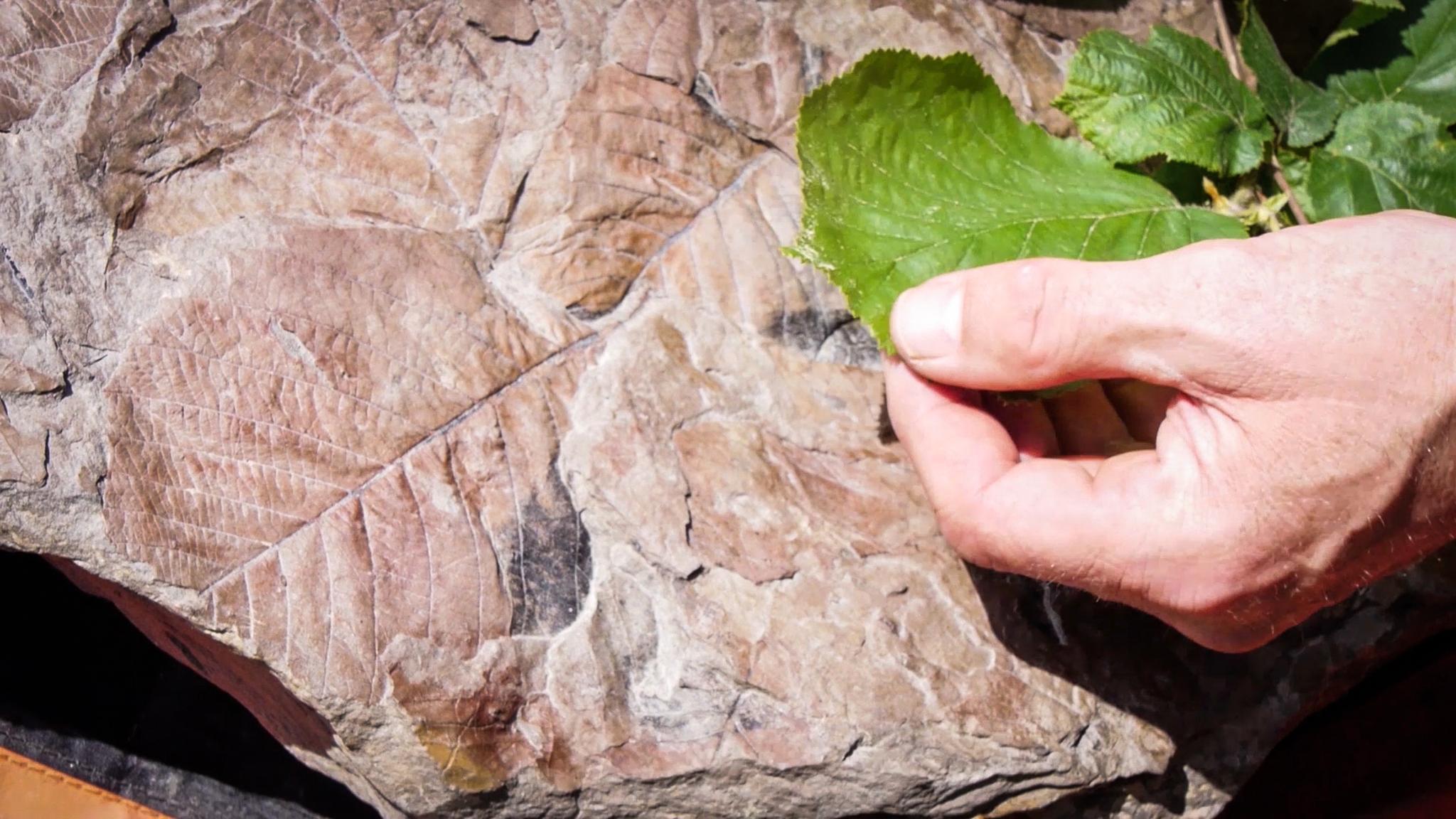 Bladene viser at de fossile løvtrærne ikke var veldig forskjellig fra løvtrærne som vi finner i Norge i dag.