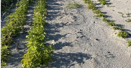 Rykket ut etter tips om ulovlig dyrking av poteter på stranda