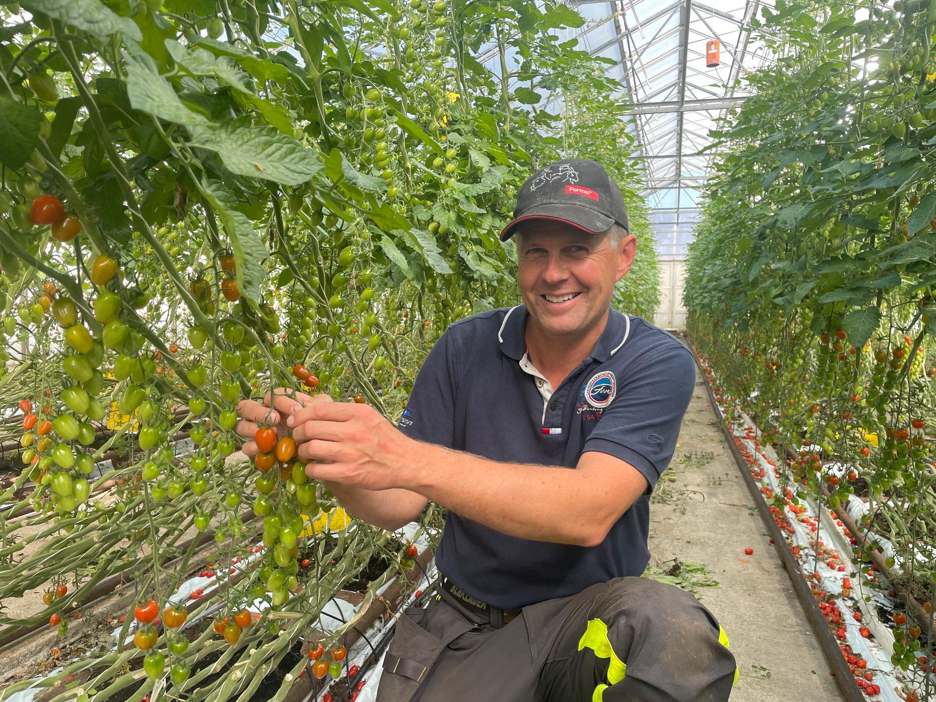 ØKOLOGISKE TOMATER: Eirik Voll fra Rennesøy produserer økologiske tomater. Han forteller at det i starten var utfordrende, men nå har han fått teken på det og produserer 50–55 tomater årlig. 