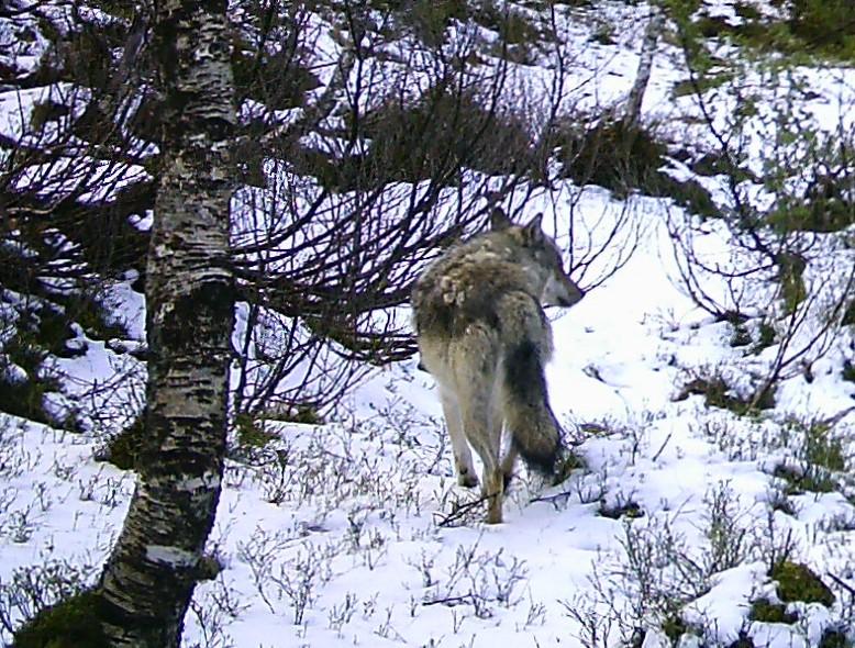 Lucky ute i terrenget i Fjaler 17. mai i år. Mange sauebønder i Sogn og Sunnfjord har fått erstatning etter ulveangrep de siste årene.