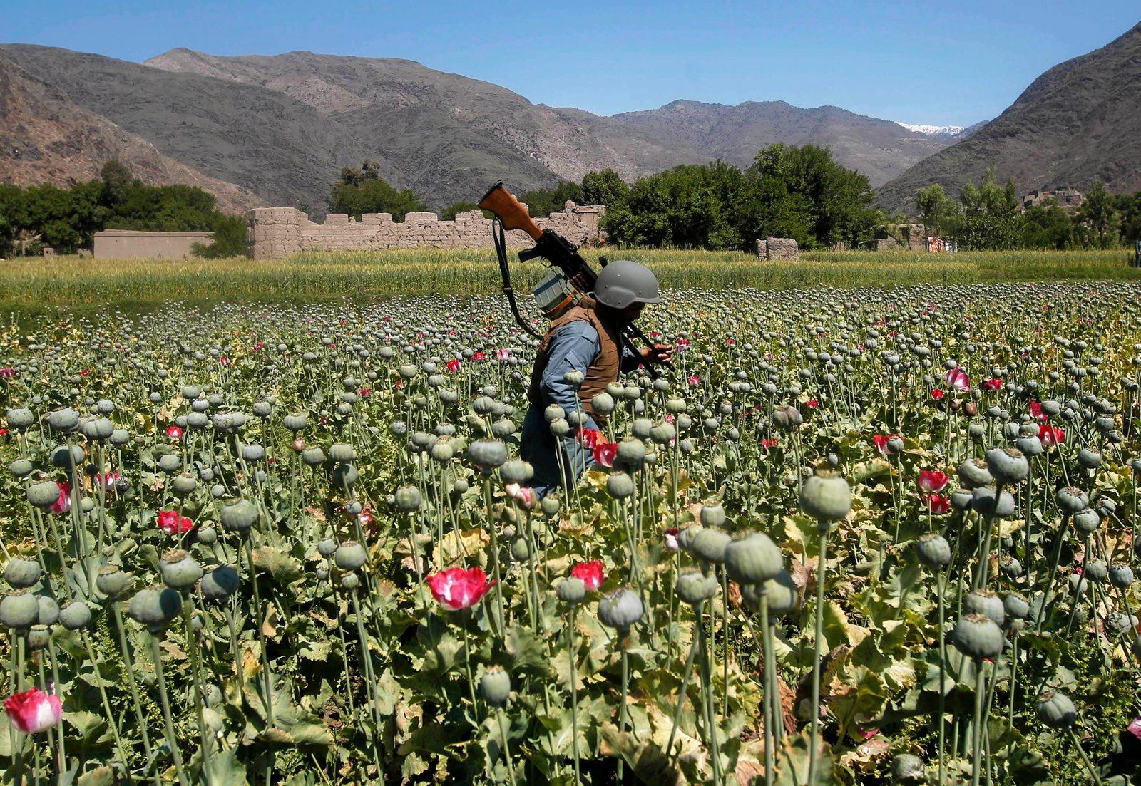 En afghansk politimann prøver å ødelegge opiumsvalmuer i Kunarprovinsen tidligere i år. Ca 45 milliarder kroner er brukt for å stoppe opiumsproduksjonen i Afghanistan, men den er nå på rekordnivå.