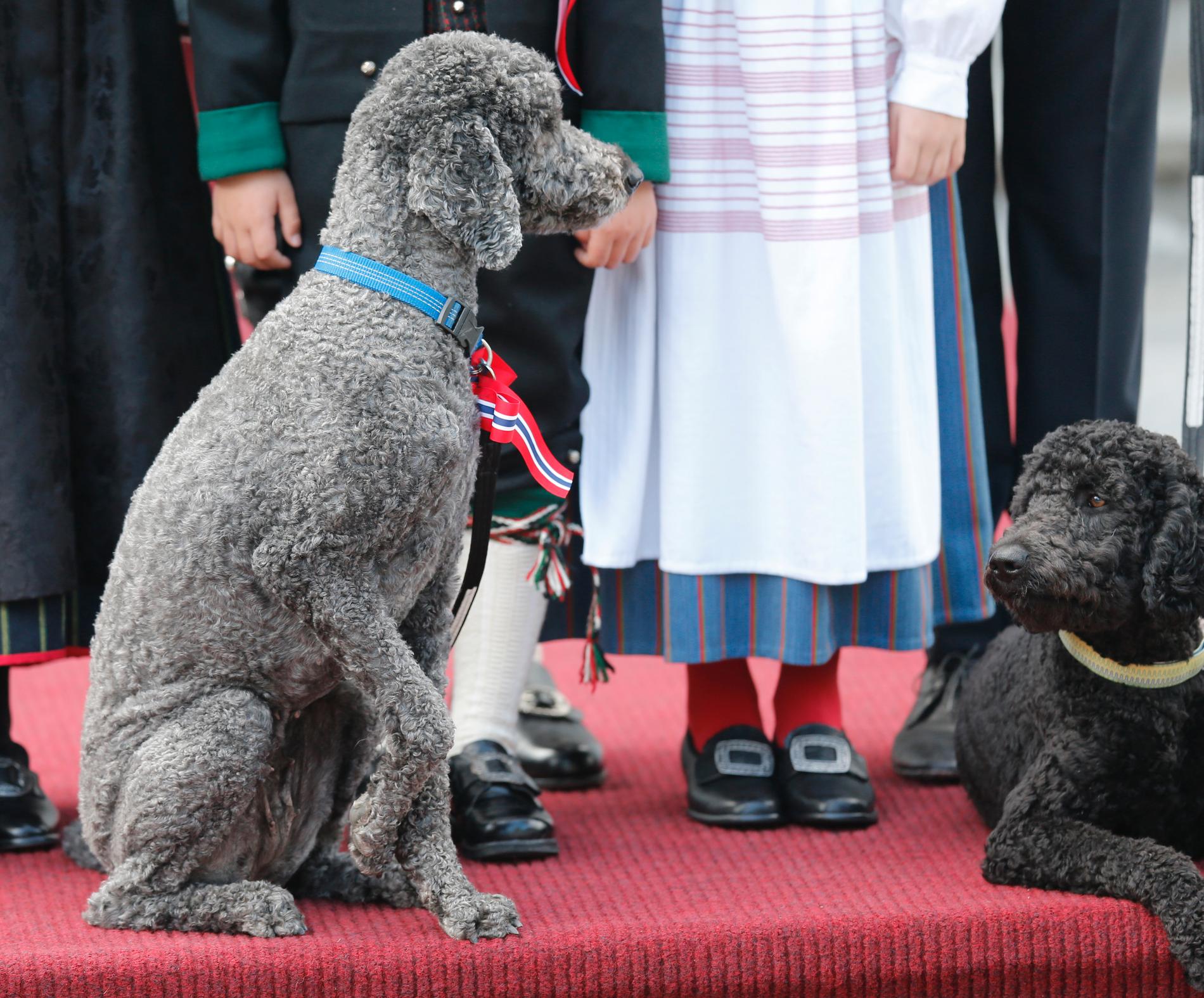 Fun fact: Den ene hunden til kronprinsfamilien (til venstre) heter Milly Kakao.