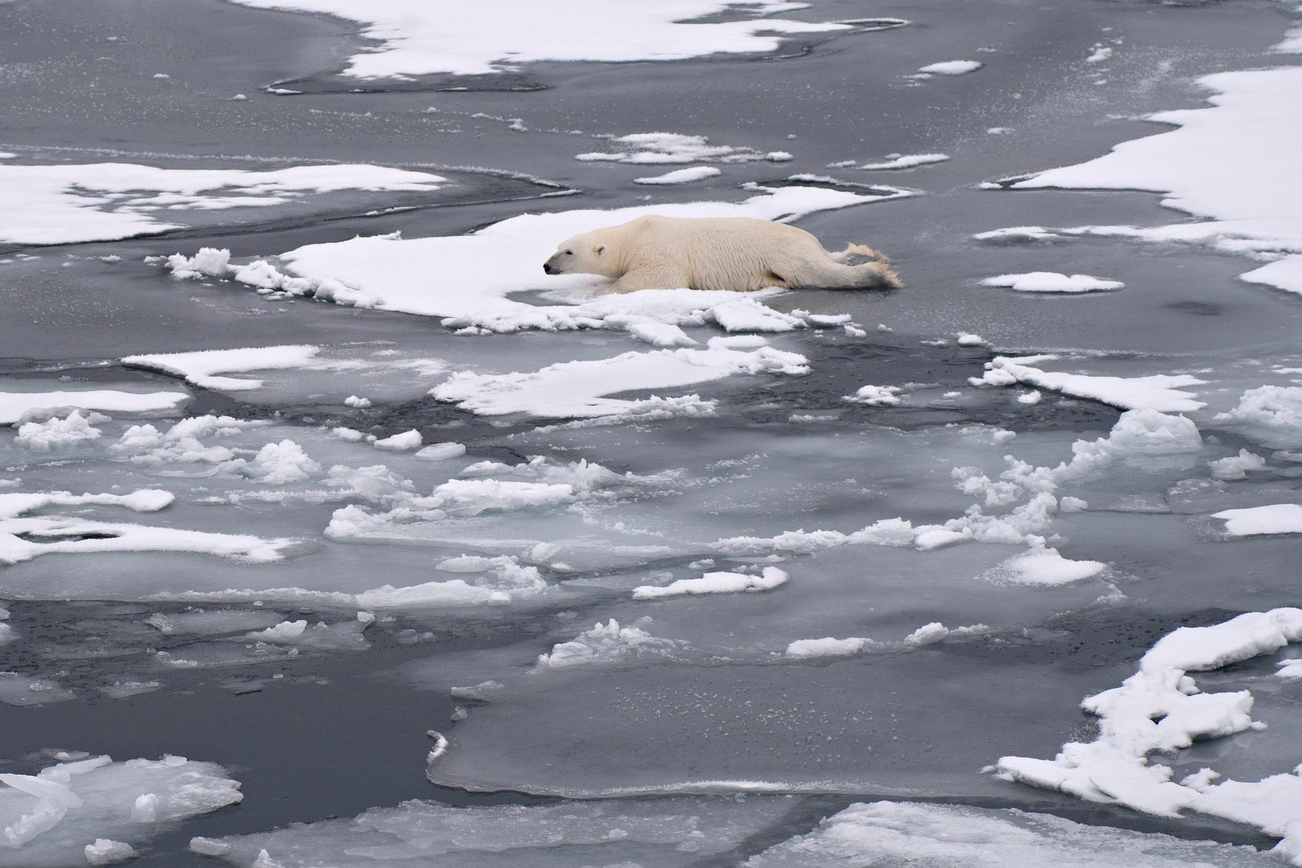 SVALBARD: En ung binne på 80 grader nord åler seg på isen for å slippe å trø gjennom og bli våt. ARKIVFOTO: Roar Christiansen 