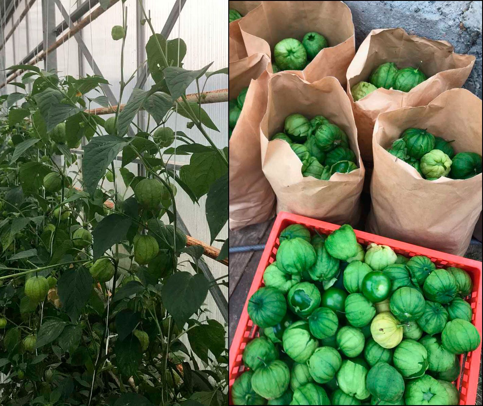 Slik ser tomatilloen ut. De er grønne, cirka like store som en ordinær tomat og har en syrlig smak. Bildene er tatt av Flesjå på Finnøy. 