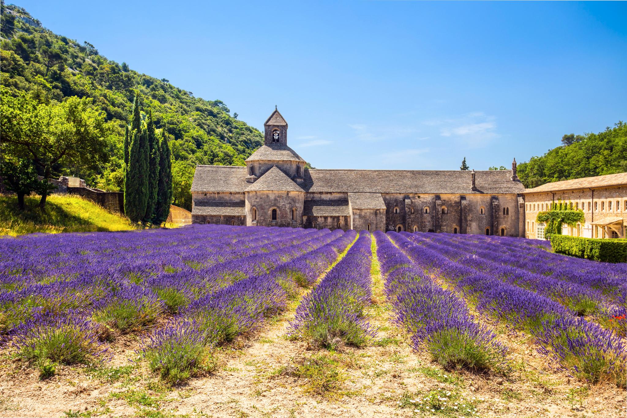 VAKKER: Lavendelen blomster i Provence. Her åkre ved Abbaye Notre-Dame de Sénanque nord for Gordes. 