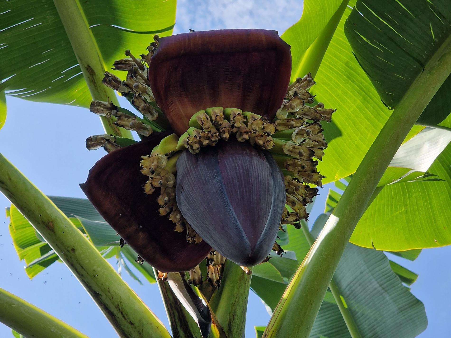 Bananblomst, som bananklasene vokser ut fra