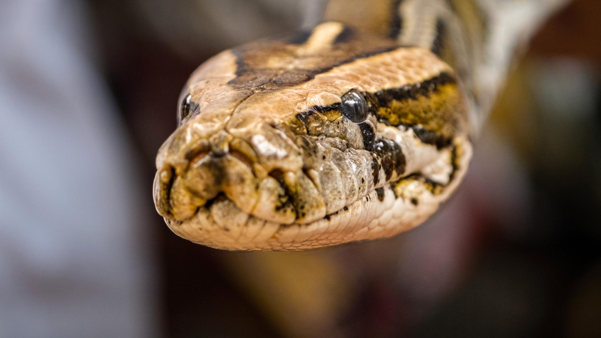 Thailand kryr av giftige slanger. Så hvorfor blir så få drept?
