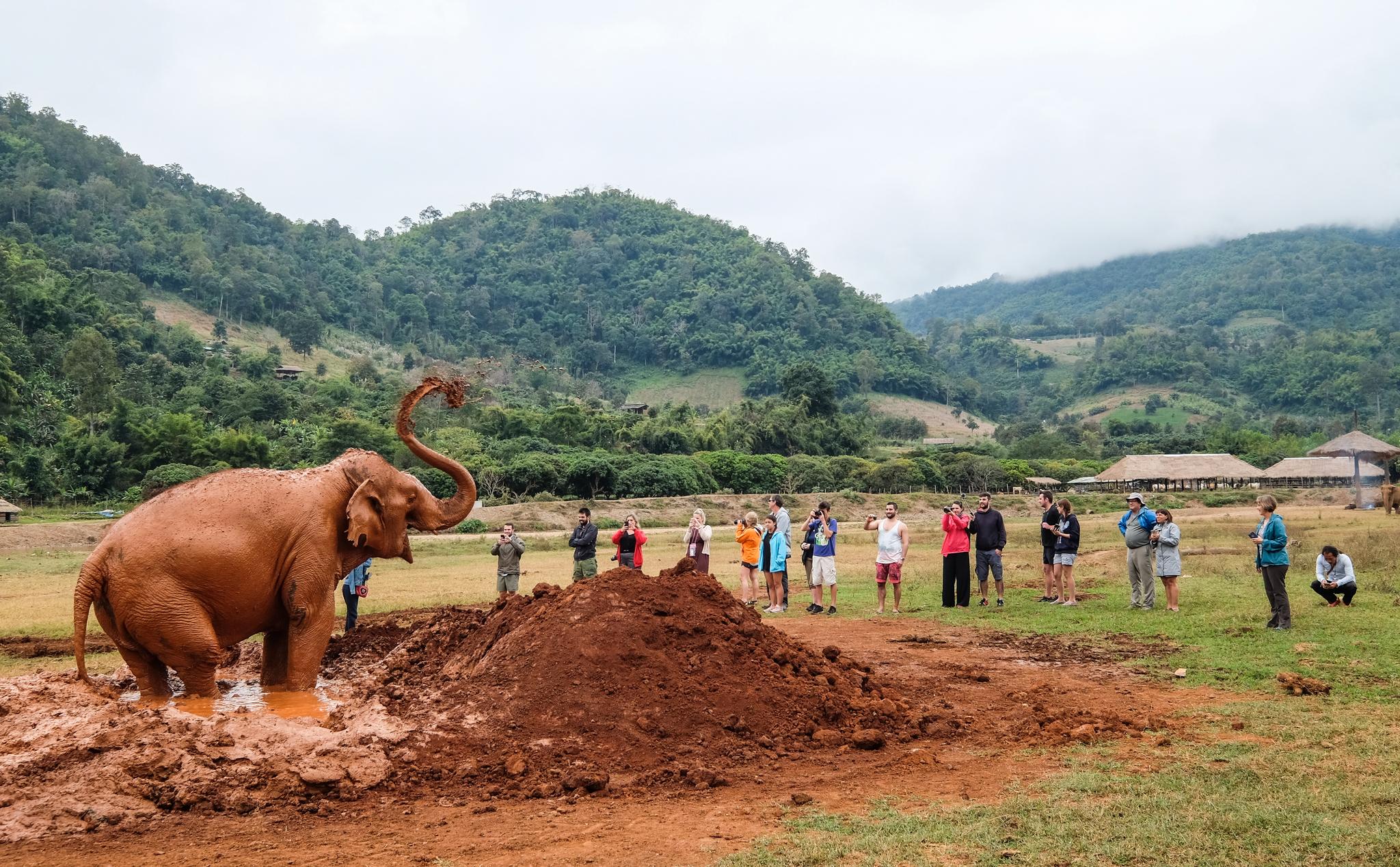 TURISME: Det er unektelig noe rart med å se mennesker så nære på dyrene, men uten inntekter fra turister hadde ikke steder som Elephant Nature Park eksistert.