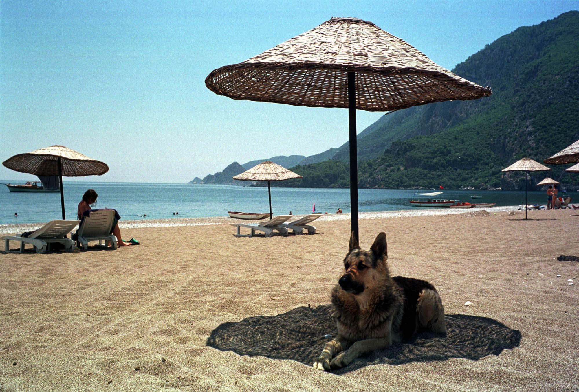 7. MEST POPULÆR. Schäferhunden, her «på ferie» på stranden i Antalya, Tyrkia.