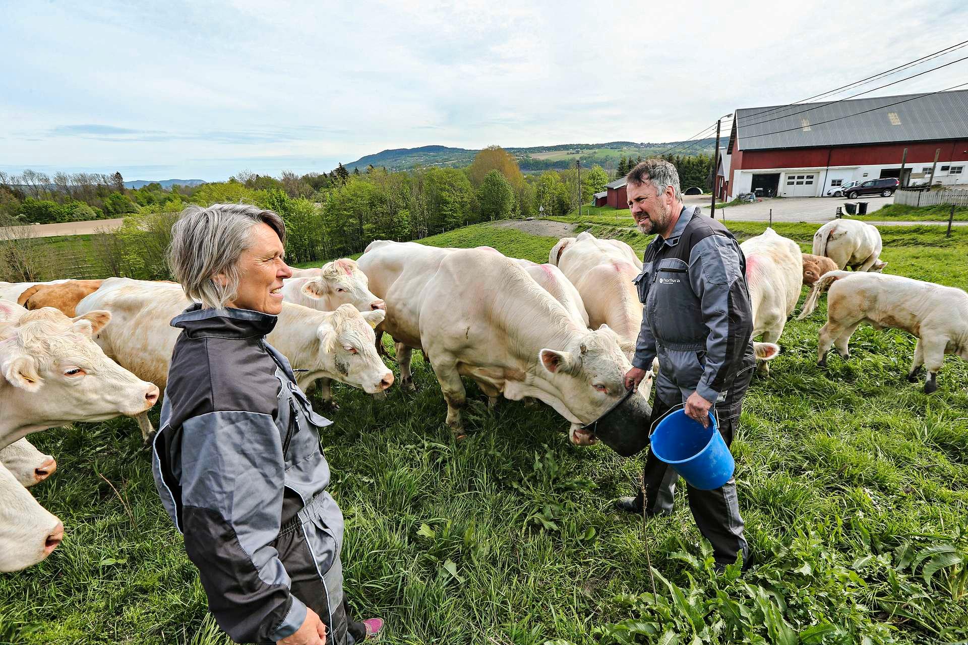 Ekteparet Torill Helgerud og Wiggo Andersen har alt i alt ca. 250 kyr på gården.