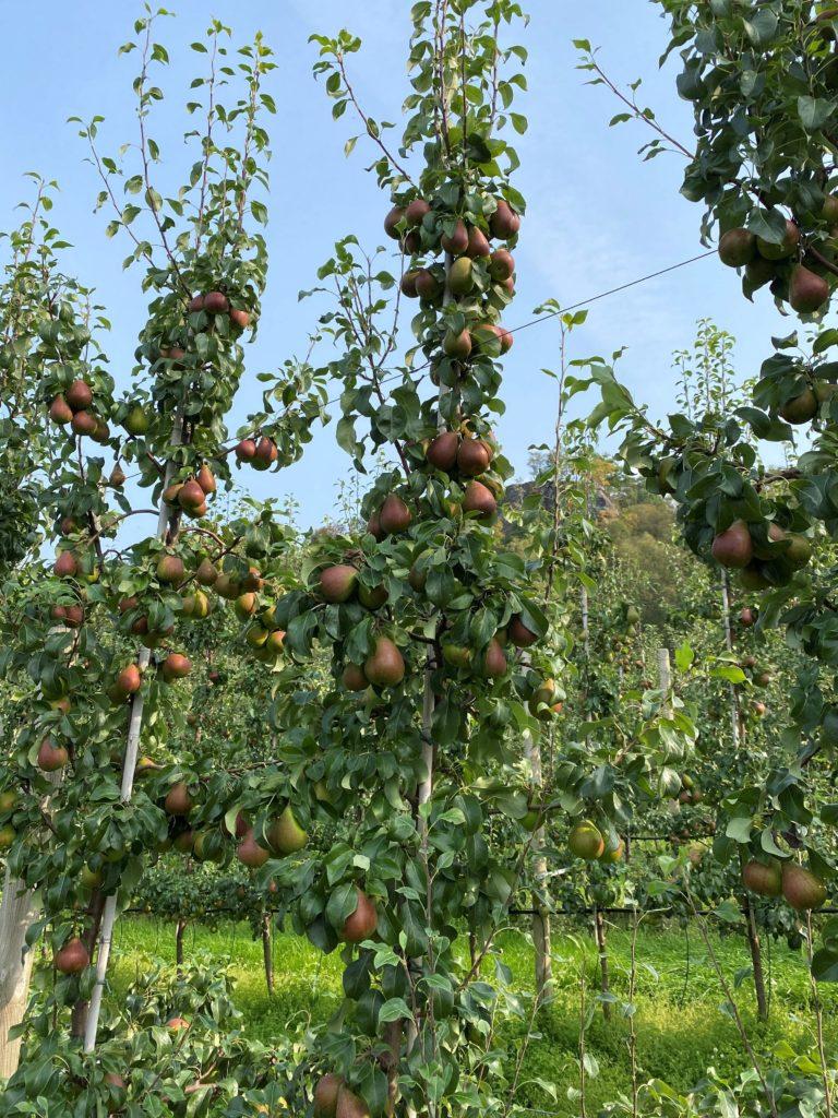  Pærehagen lavar av frukt med den nye pæresorten Celina, som er utvikla i Norge. 