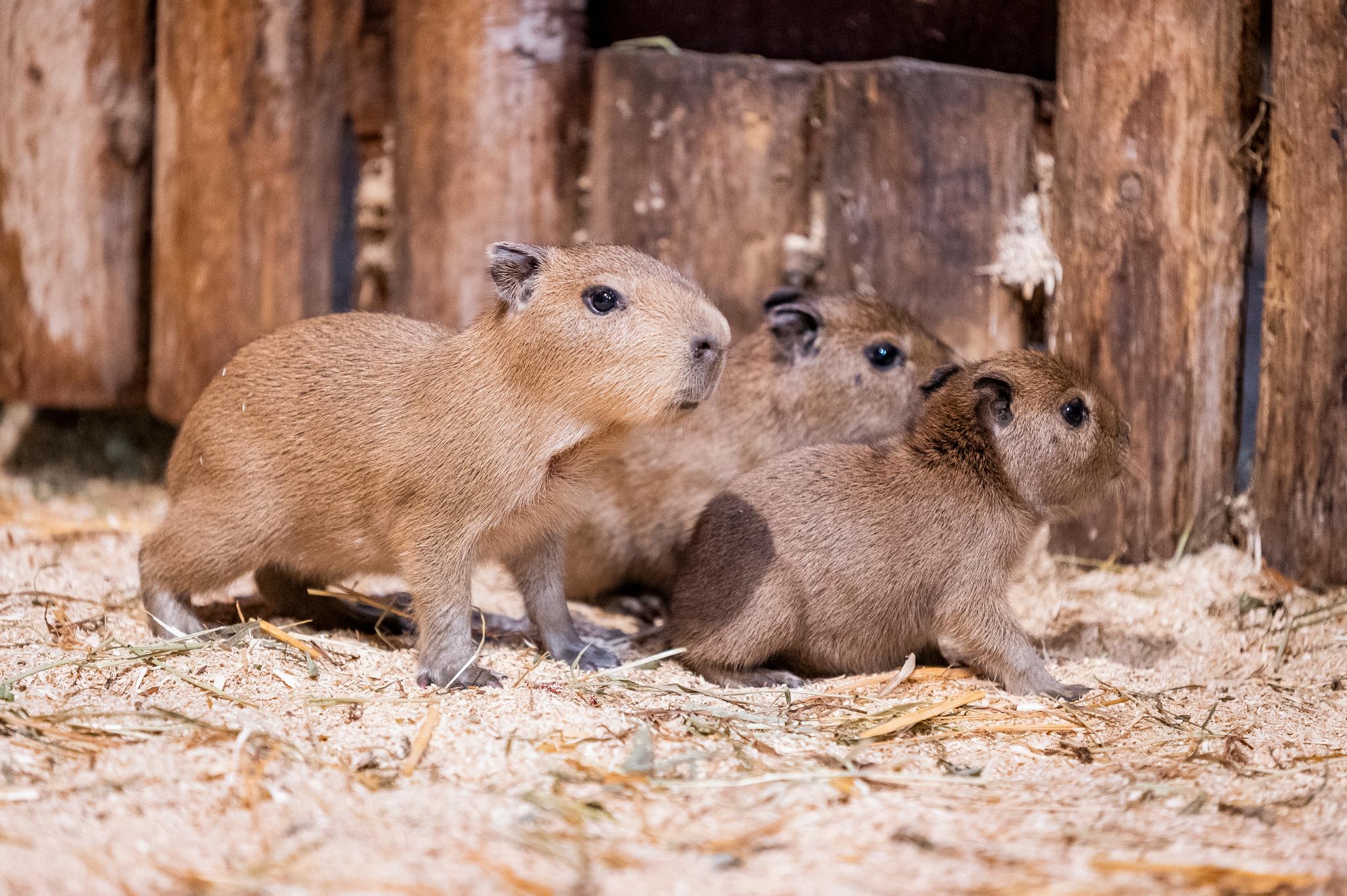 Tre Kapybara-unger er født i Dyreparken i Kristiansand. 