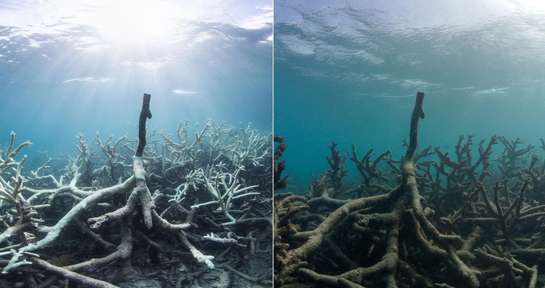KORT PROSESS: Denne kombinasjonen av to bilete tatt i mars og mai 2016, syner bleikja korallar til venstre, og dei same korallane daude til høgre. Bileta er frå Lizard Island på Great Barrier Reef. 