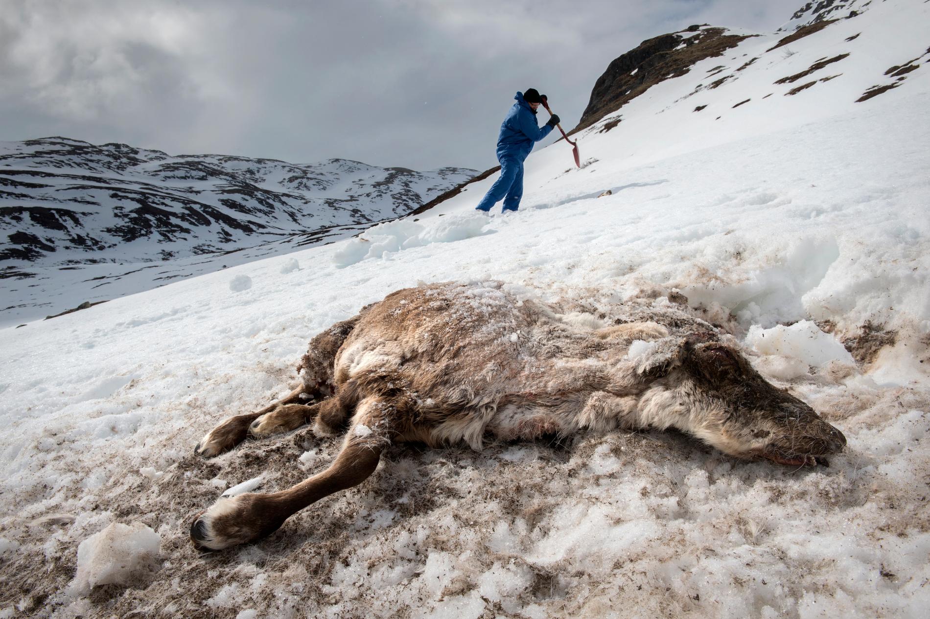 SANERING: Det er påvist skrantesyke på bare tre dyr i Nordfjella. Kanskje er så få som en prosent av bestanden smittet.
