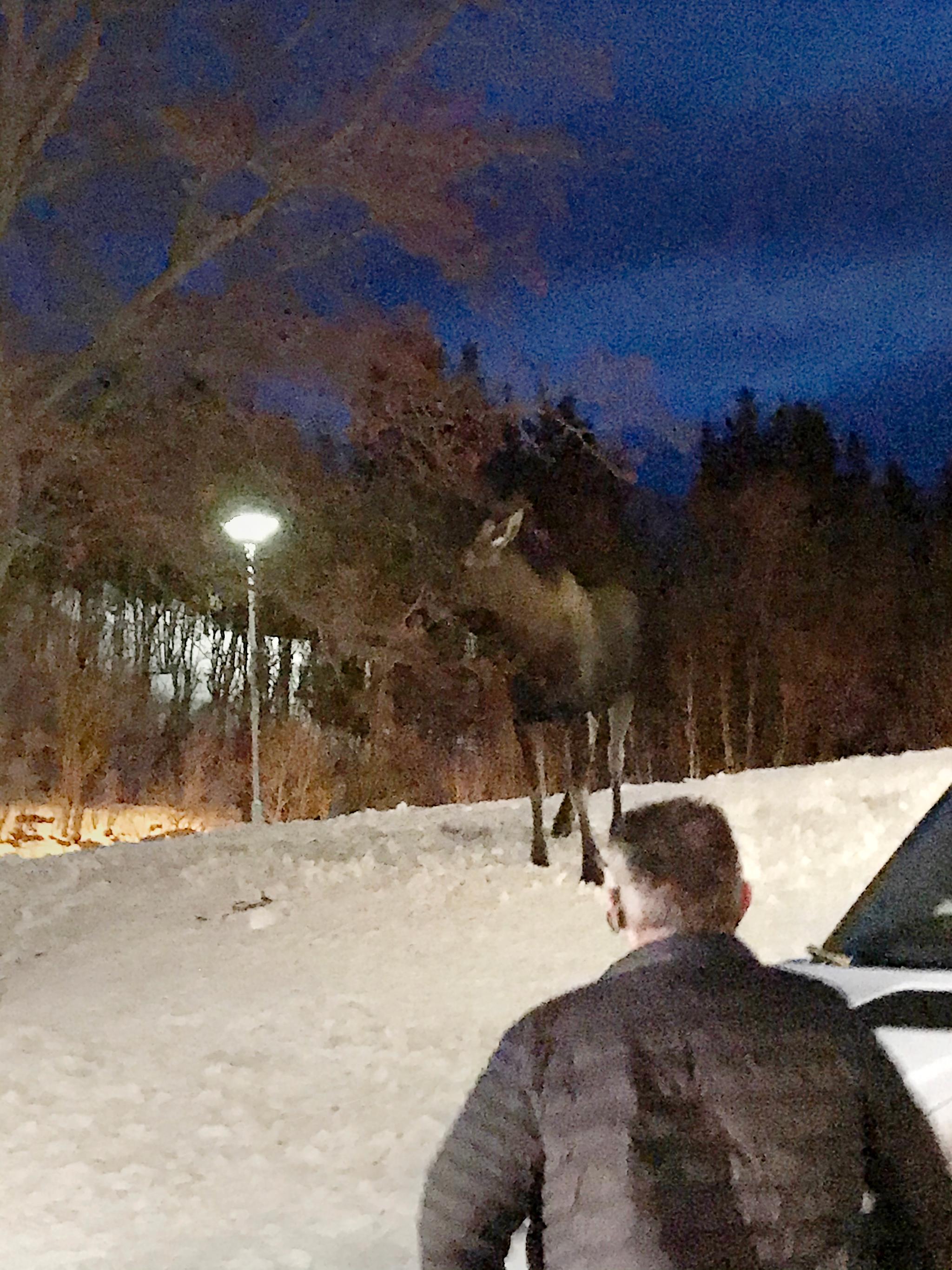 Tross gjentatte forsøk på å skremme elgene vekk, kommer de tilbake for å beite av buskaset utenfor legevakten i Harstad.
