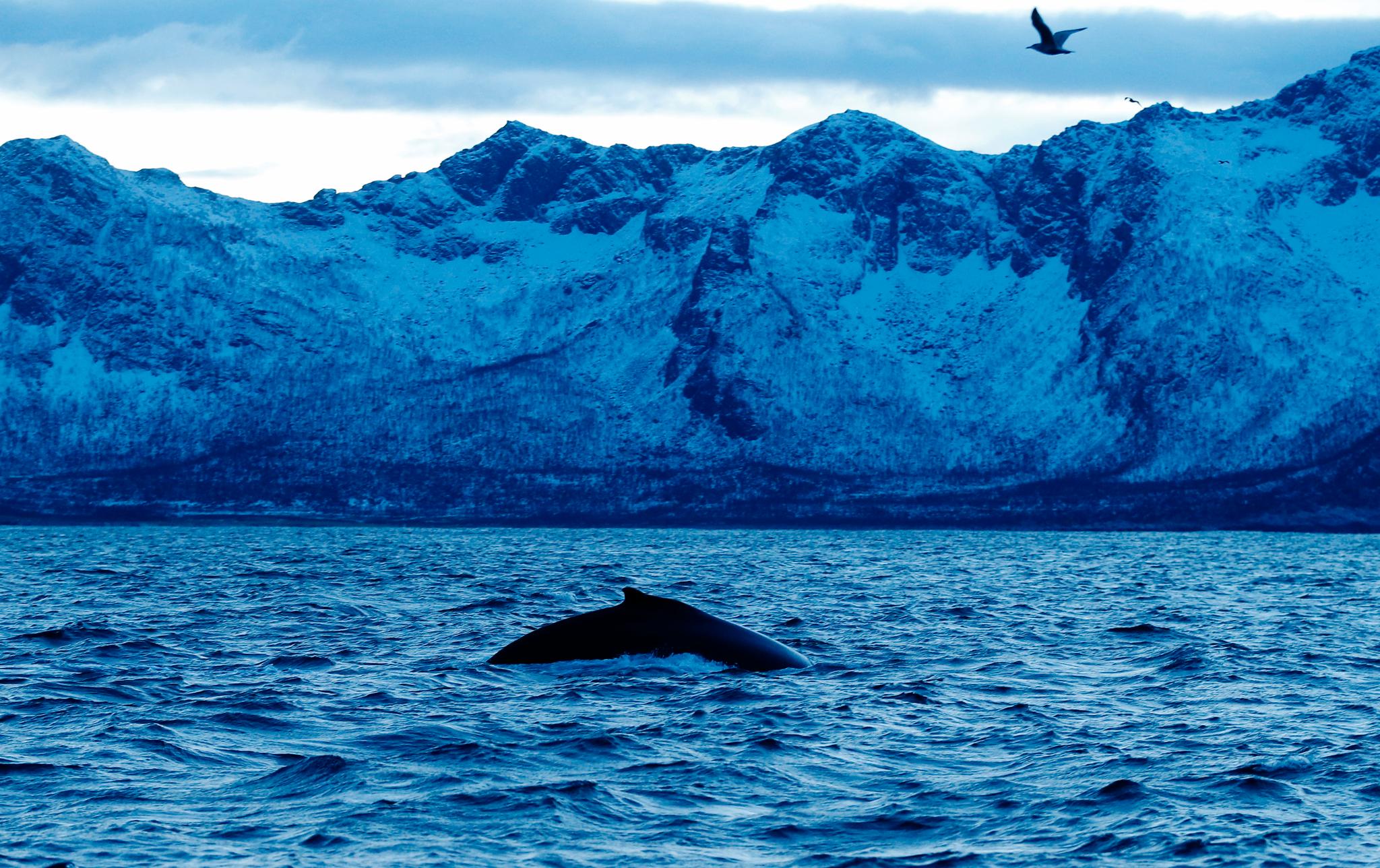 Mens temperaturen i verden gradvis øker, har havområdene sør for Grønland vært overraskende kalde de siste årene, skriver Helene Asbjørnsen og Marius Årthun. Bildet er fra Senja.