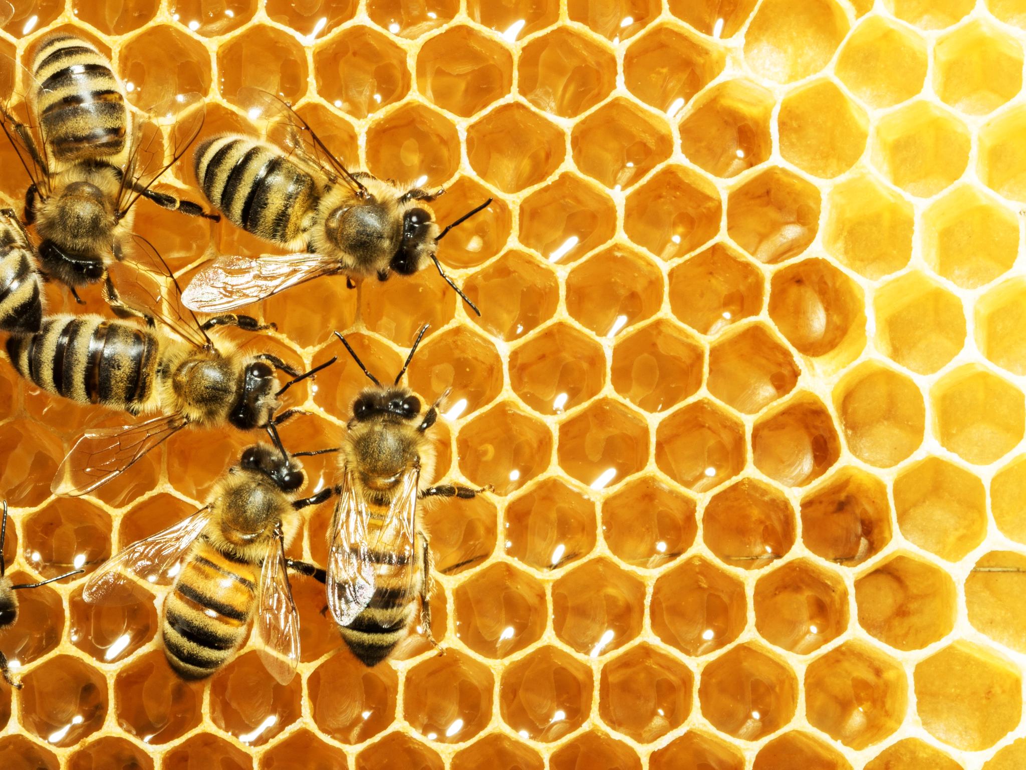   Honningbiene, våre seksbeinte flyvende husdyr som gir oss honning og bidrar til bestøvning, teller noe slikt som 83 milliarder individer. Også her er det damer som styrer skuta, og damer som gjør all jobben.  