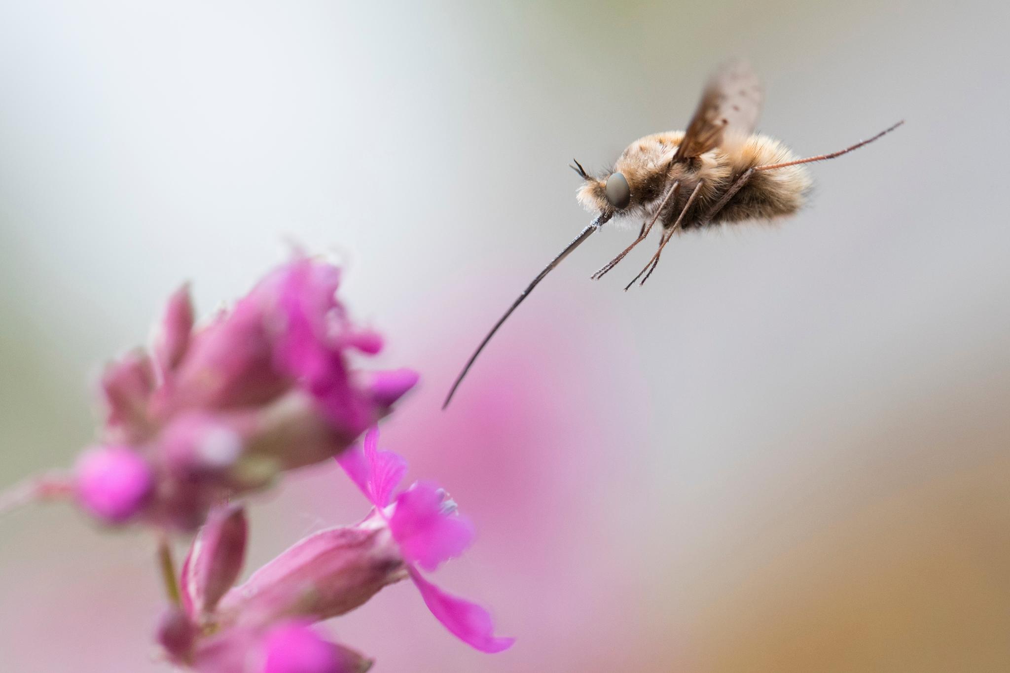 NÆRBILDET: Svenske Rolf Linder vant årets nærbilde med denne humlefluen som er i ferd med å lande på en blomst med sin lange sugesnabel. 