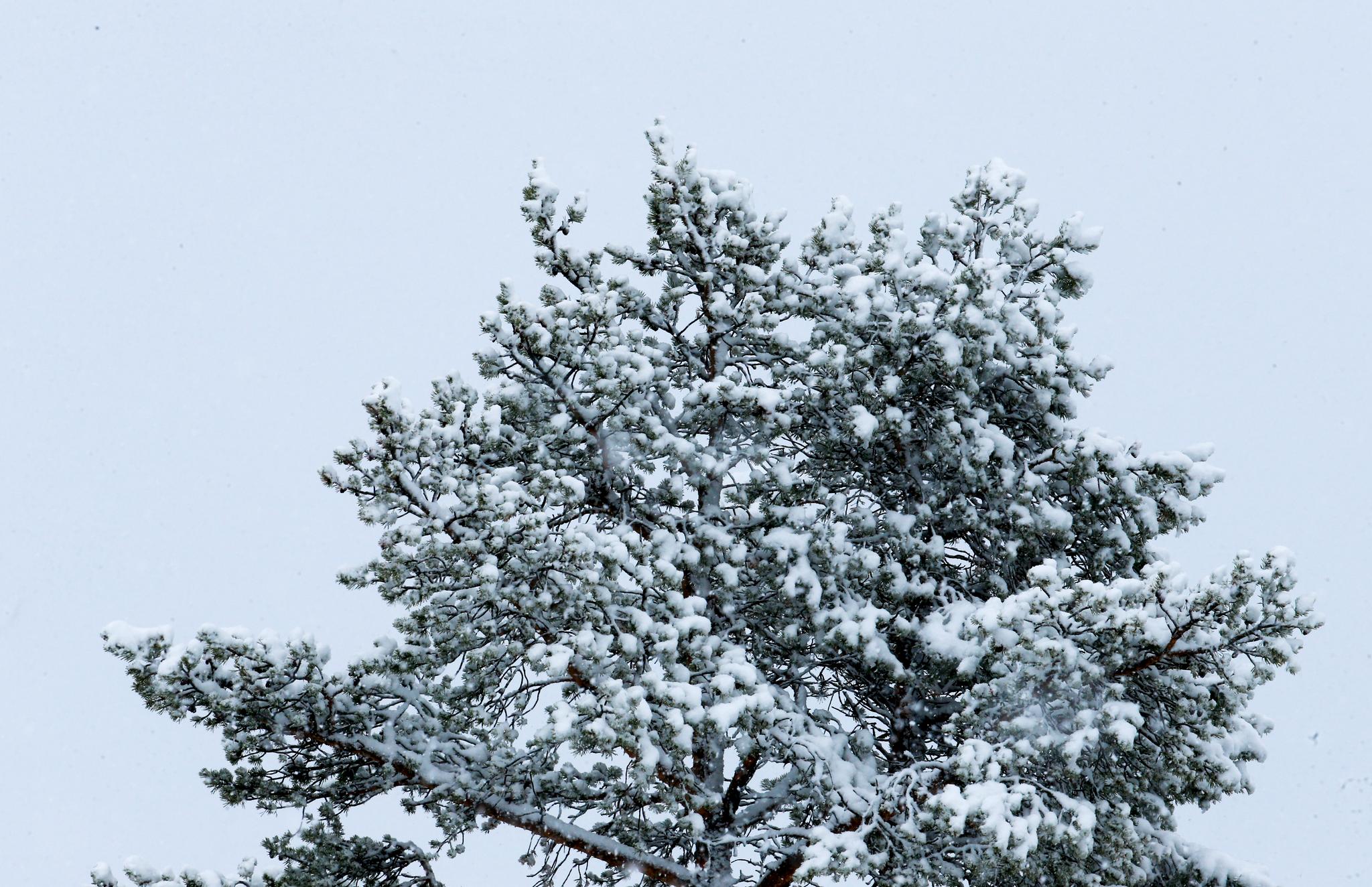 Fra lørdag morgen til søndag morgen ventes det mellom 15 og 35 cm med snø i Agder og Telemark. 