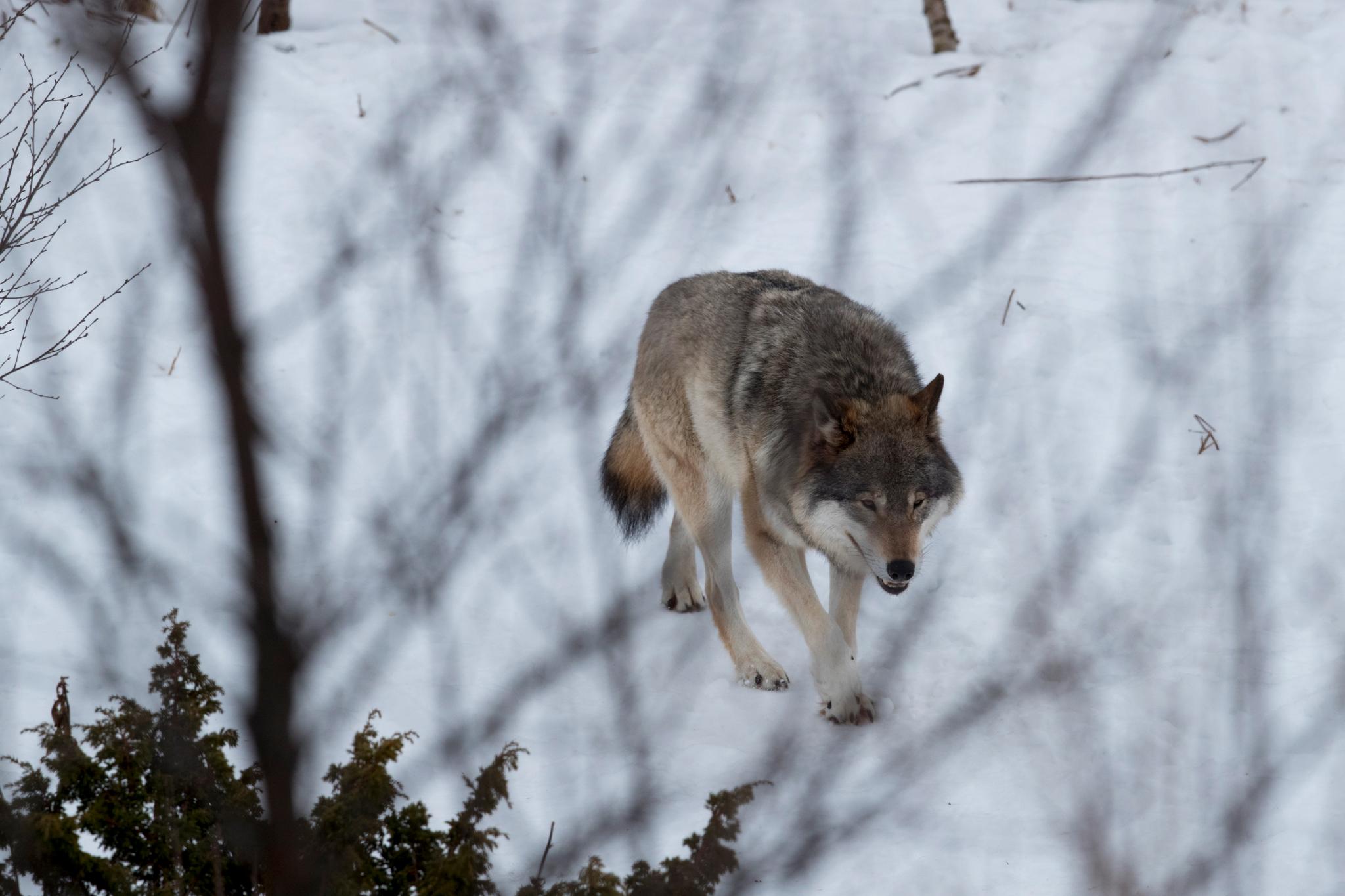 WWF fikk delvis medhold i ankesak om ulvejakten