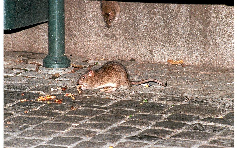 Da gravearbeid og sprengninger i området rundt Nationaltheatret skremte rottene opp av kloakken, levde de på gatekjøkkenmat som folk kastet.