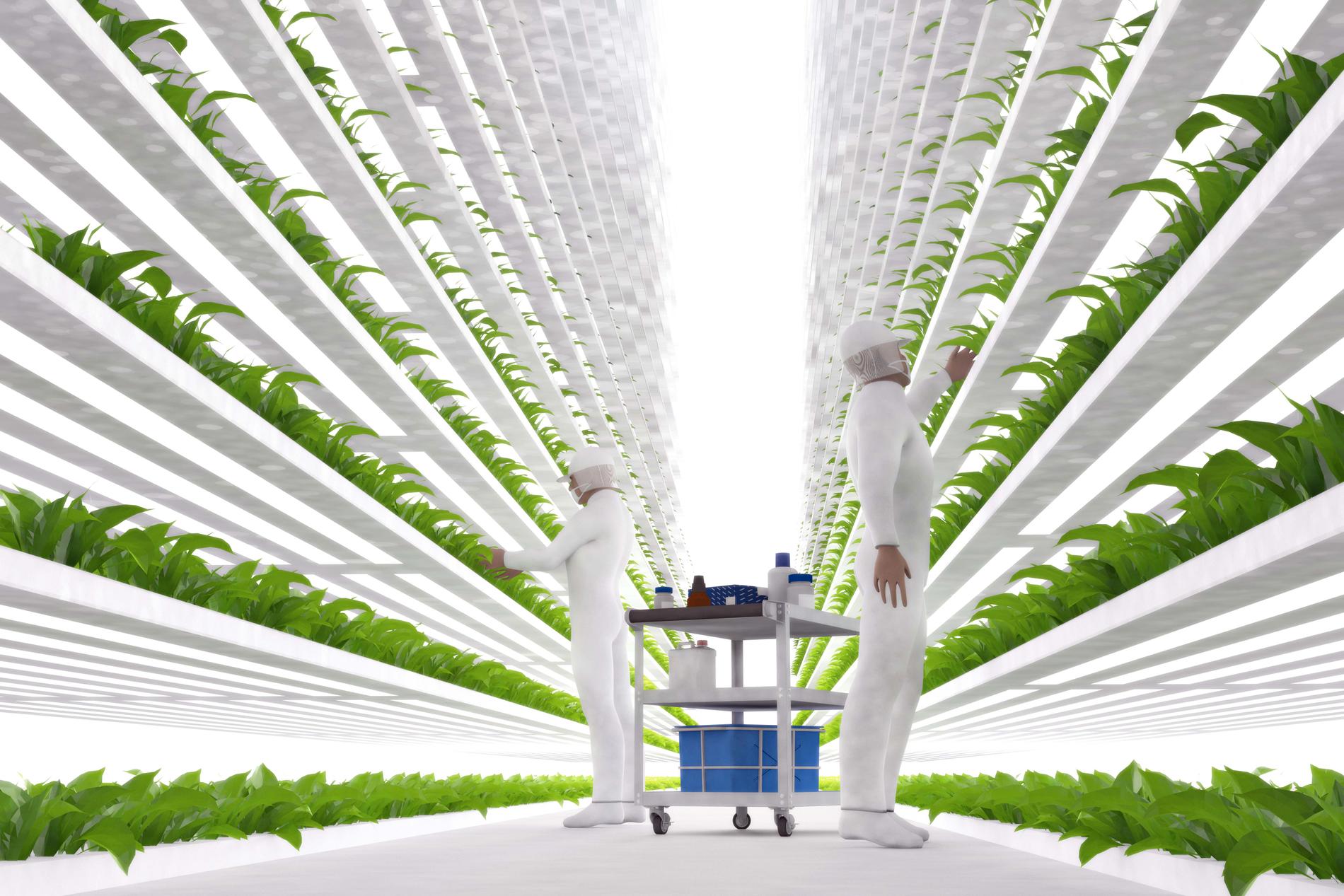 Fremtidens gartnere slik Ås-forskerne tenker seg det, med matproduksjon i vertikale hyller i veksthus.