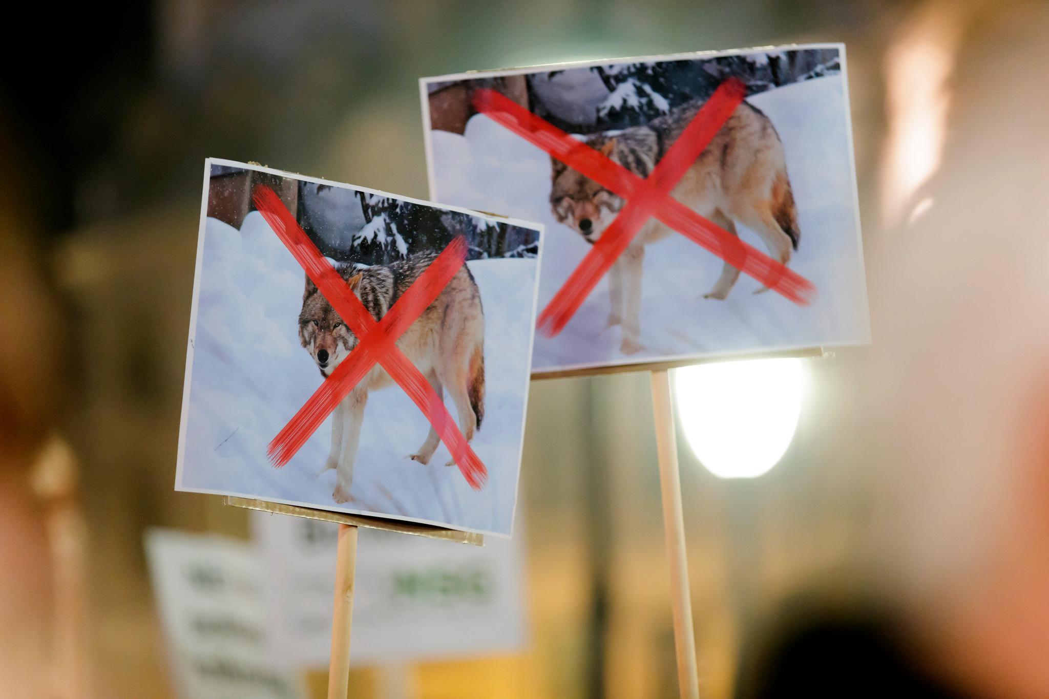 Det har blitt holdt demonstrasjonstog både for og mot ulven i januar. Dette bildet er fra demonstrasjonen mot regjeringens ulvepolitikk 8. januar. Foto: Cornelius Poppe / NTB scanpix