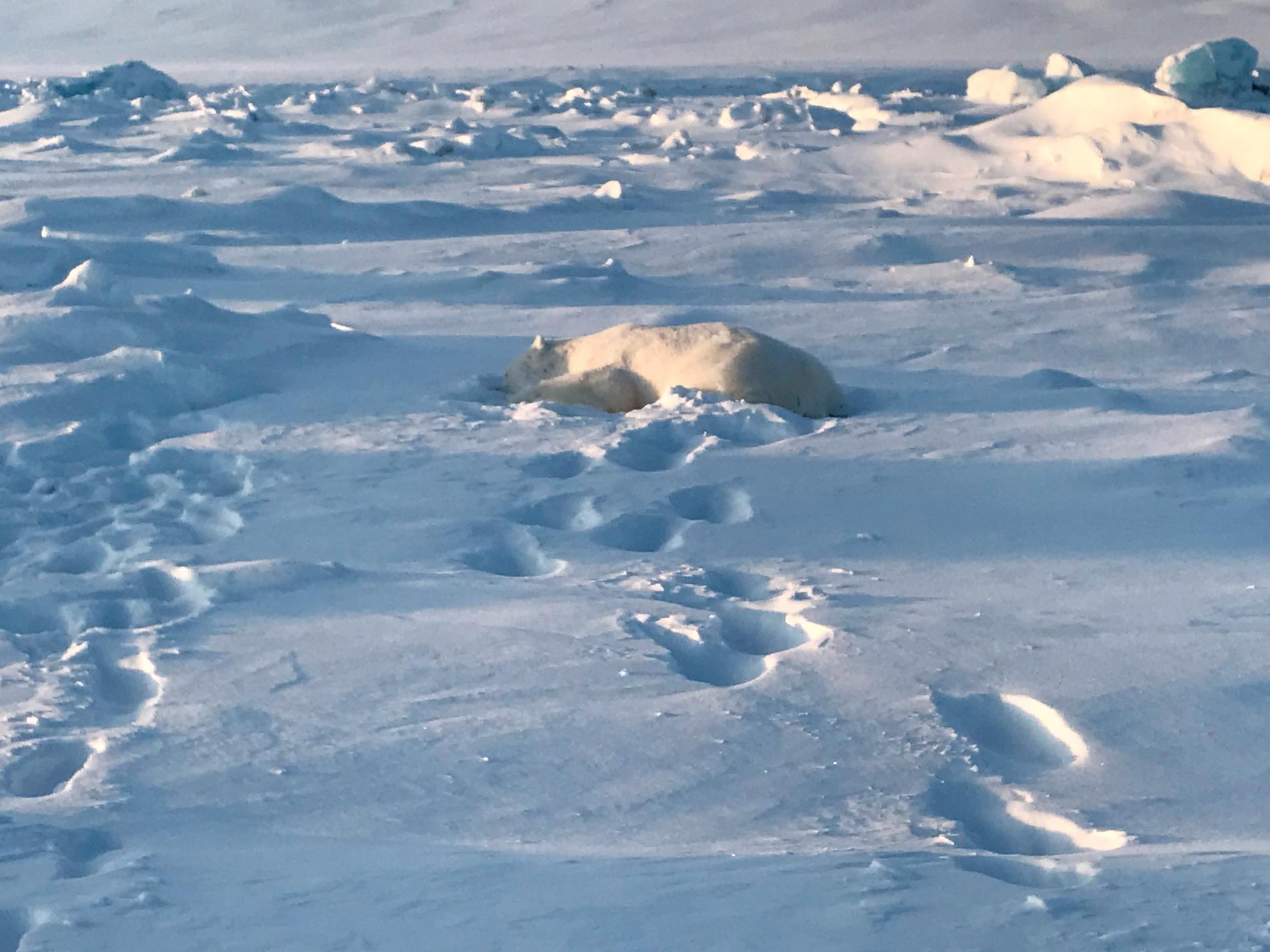 En isbjørn ble skutt og drept i Mohnbukta på østkysten av Spitsbergen mandag.
Foto: Sysselmannen på Svalbard / NTB