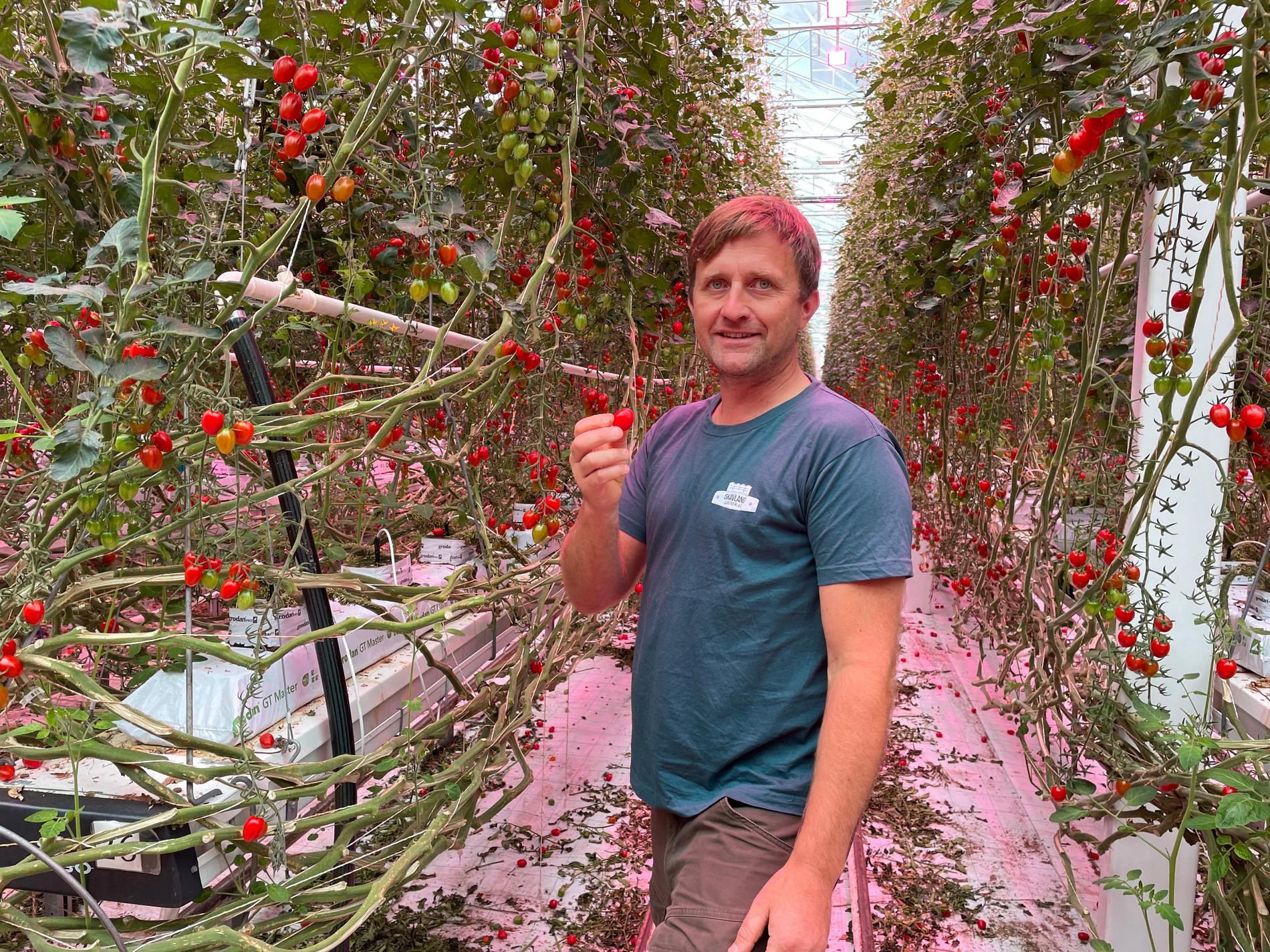 GODE TOMATER: Til tross for en grå sommer kan Håvard Skavland fortelle at årets tomater både er friske og søte. 