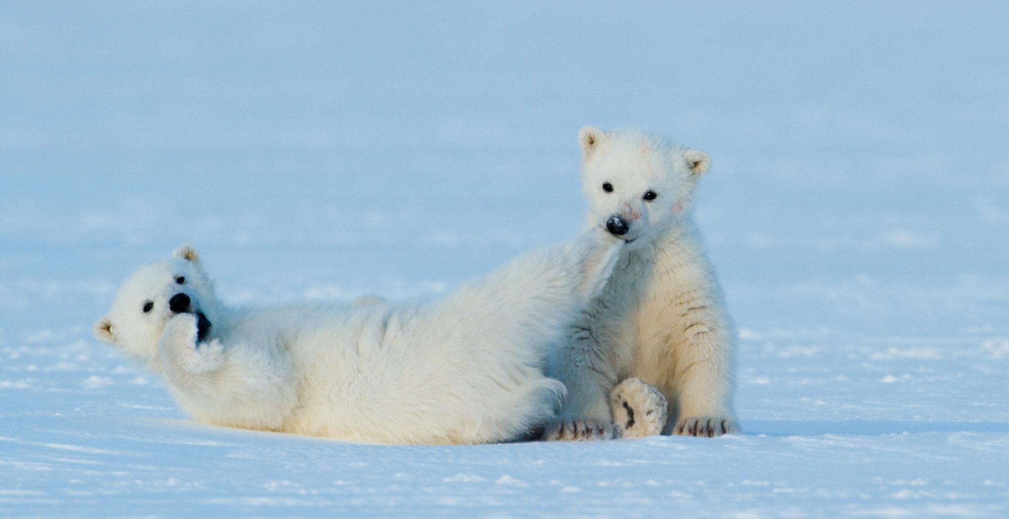 Naturfotograf Asgeir Helgestad har fulgt disse to isbjørnungene og mora deres gjennom fire år.