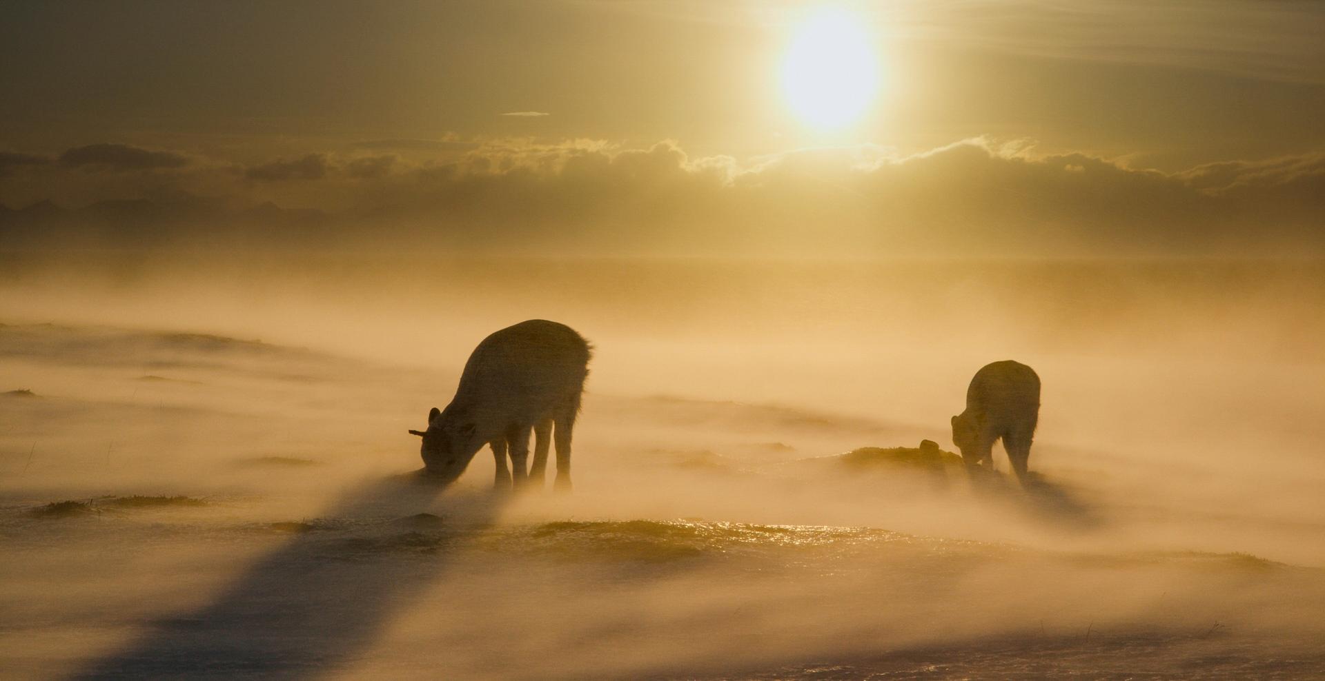 Etter store reinskyll midtvinters sliter reinsdyrene med å grave frem noe spiselig. Mange unge dyr dør. 
