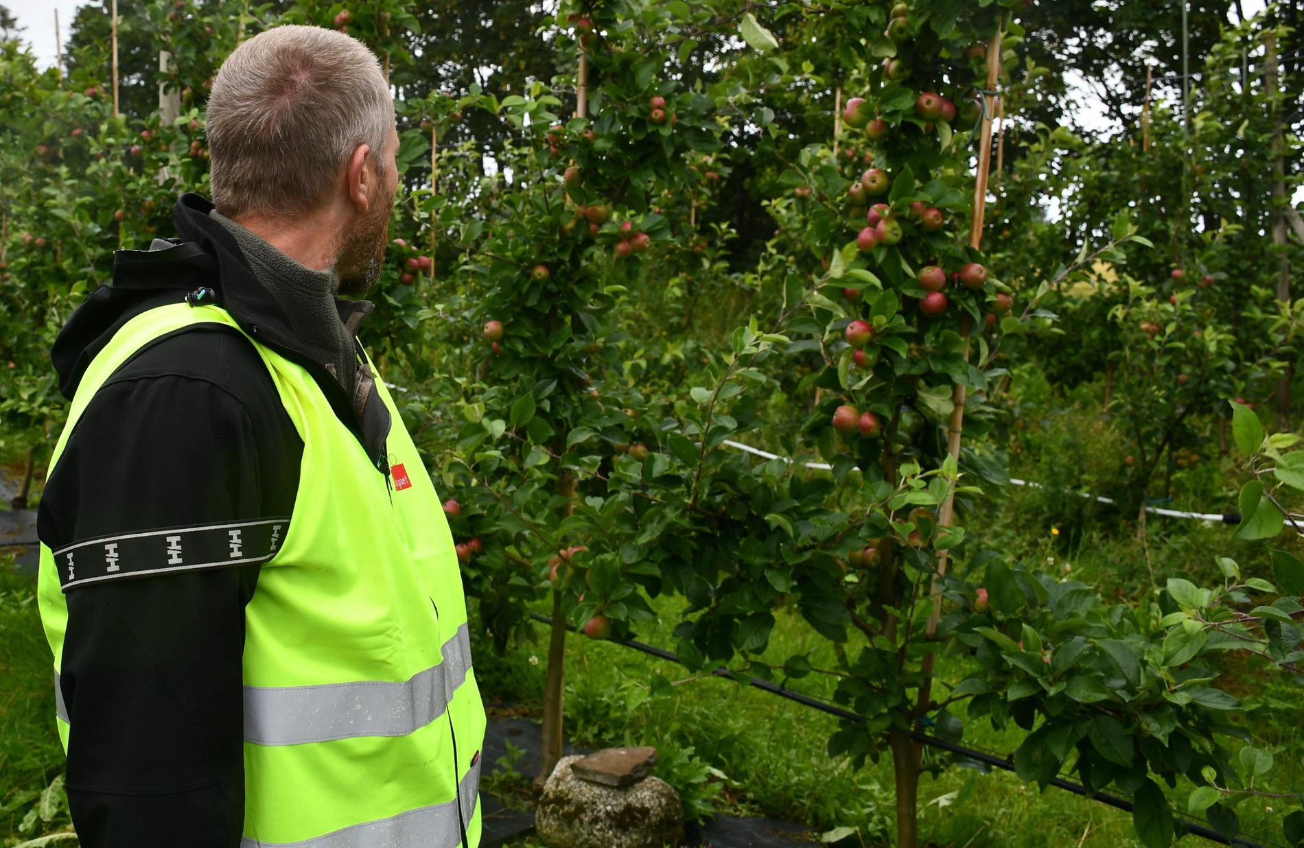  Jo Arild Tønnesen har sjekket alle de 4.500 epletrærne på gården - ingen er smittet av pærebrann.