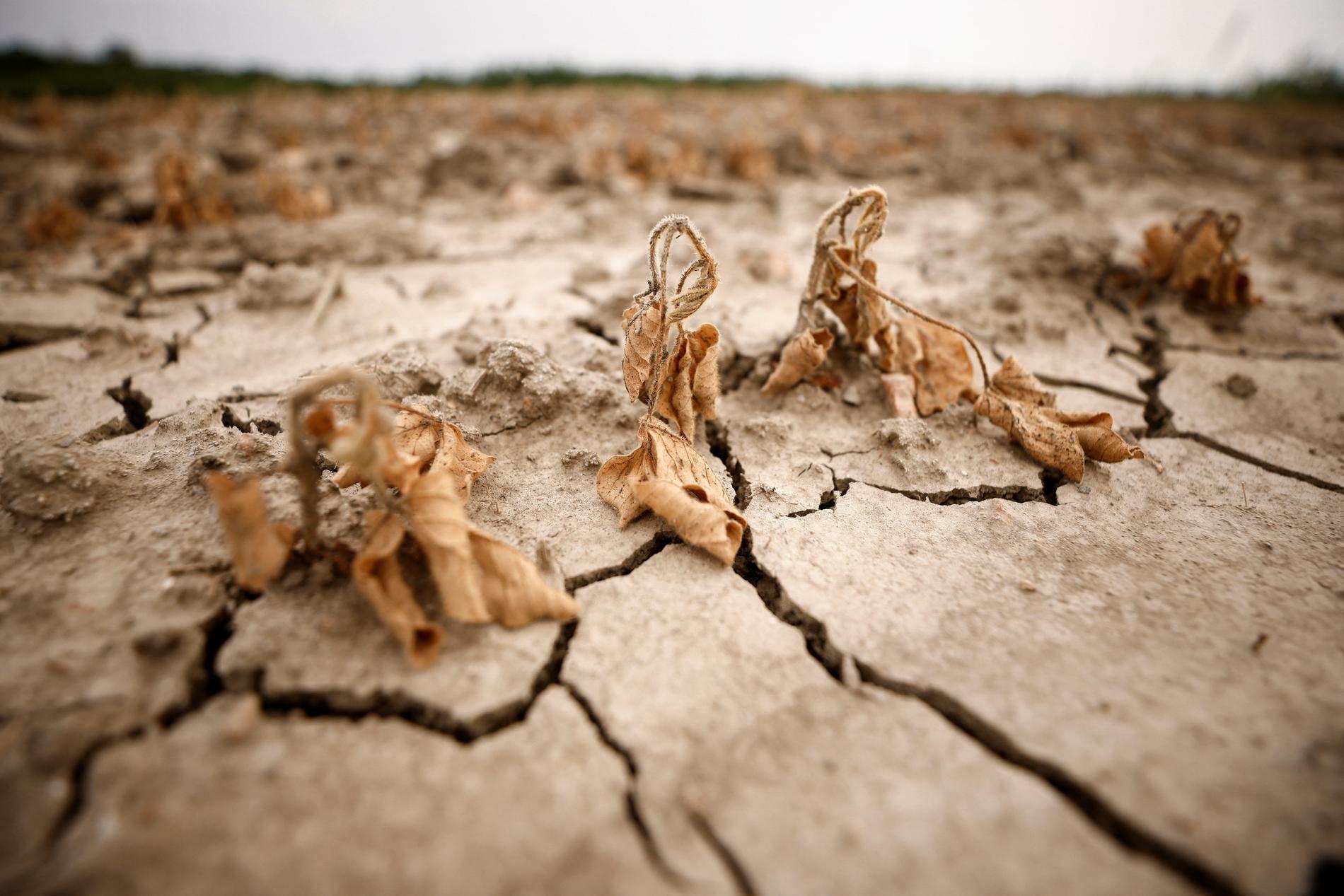 L’estate più secca degli ultimi mille anni sta creando una crisi dopo l’altra