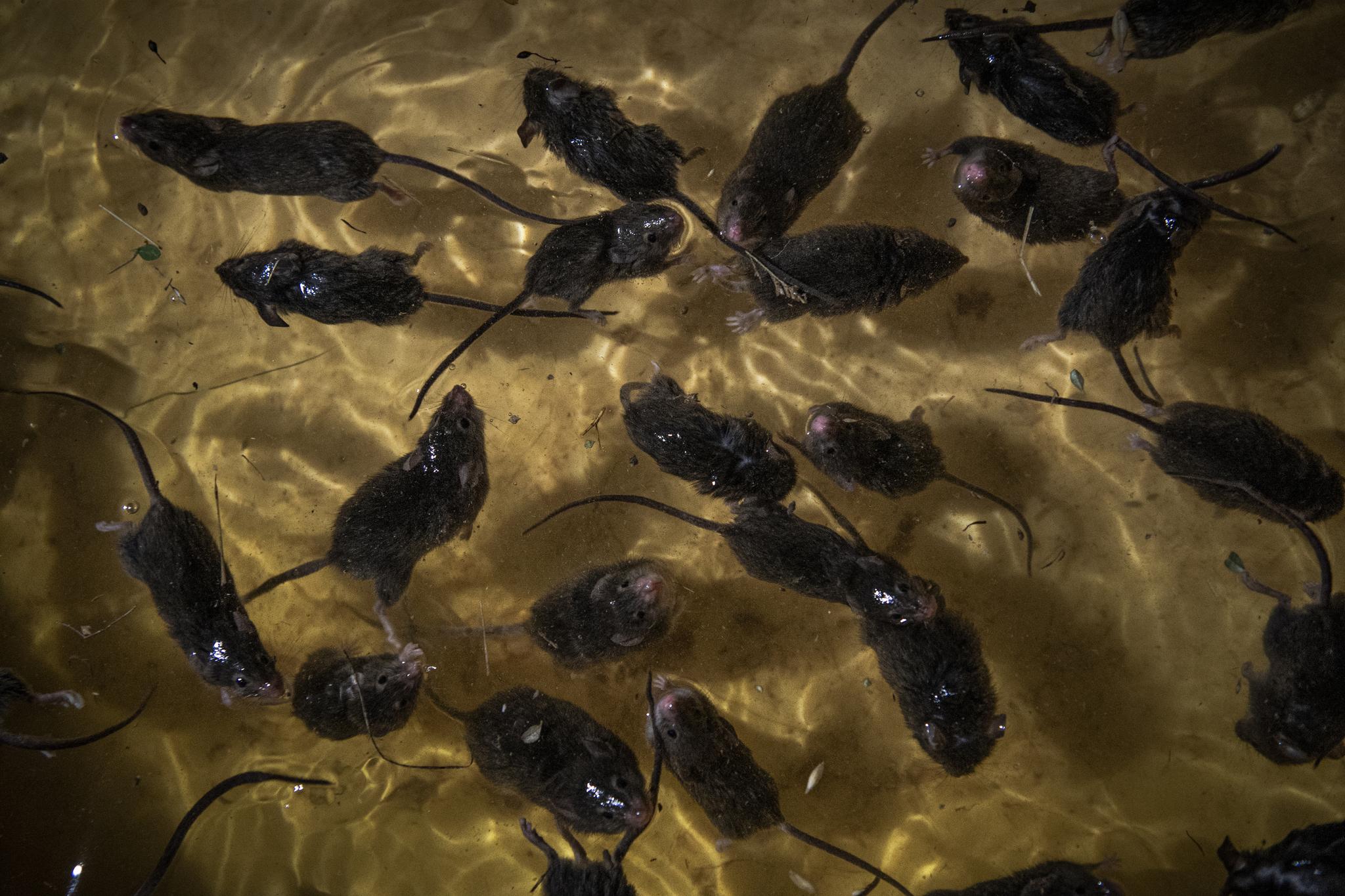 Døde og druknende mus flyter i en hjemmelaget felle ved Dubbo i New South Wales. 