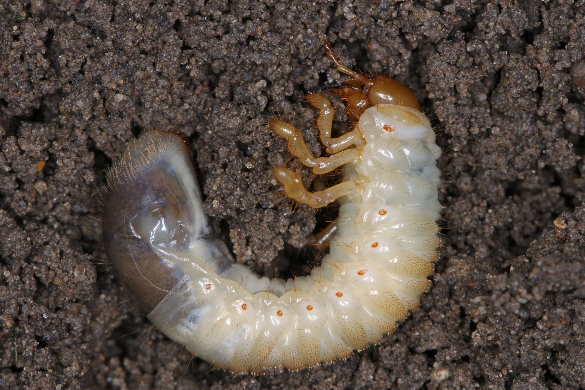 GJØR STOR SKADE: Disse larvene kan gjøre stor skade i hagen din.