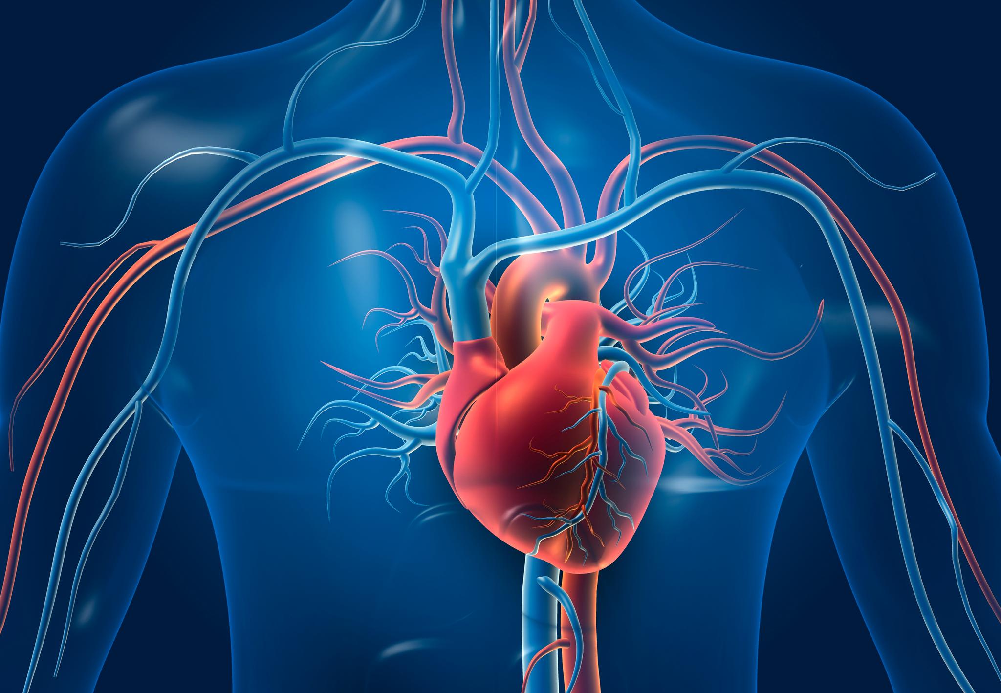 I vår forskning jobber vi med å forstå betydningen av betennelse i hjerte- og karsykdommer, skriver forskerne.