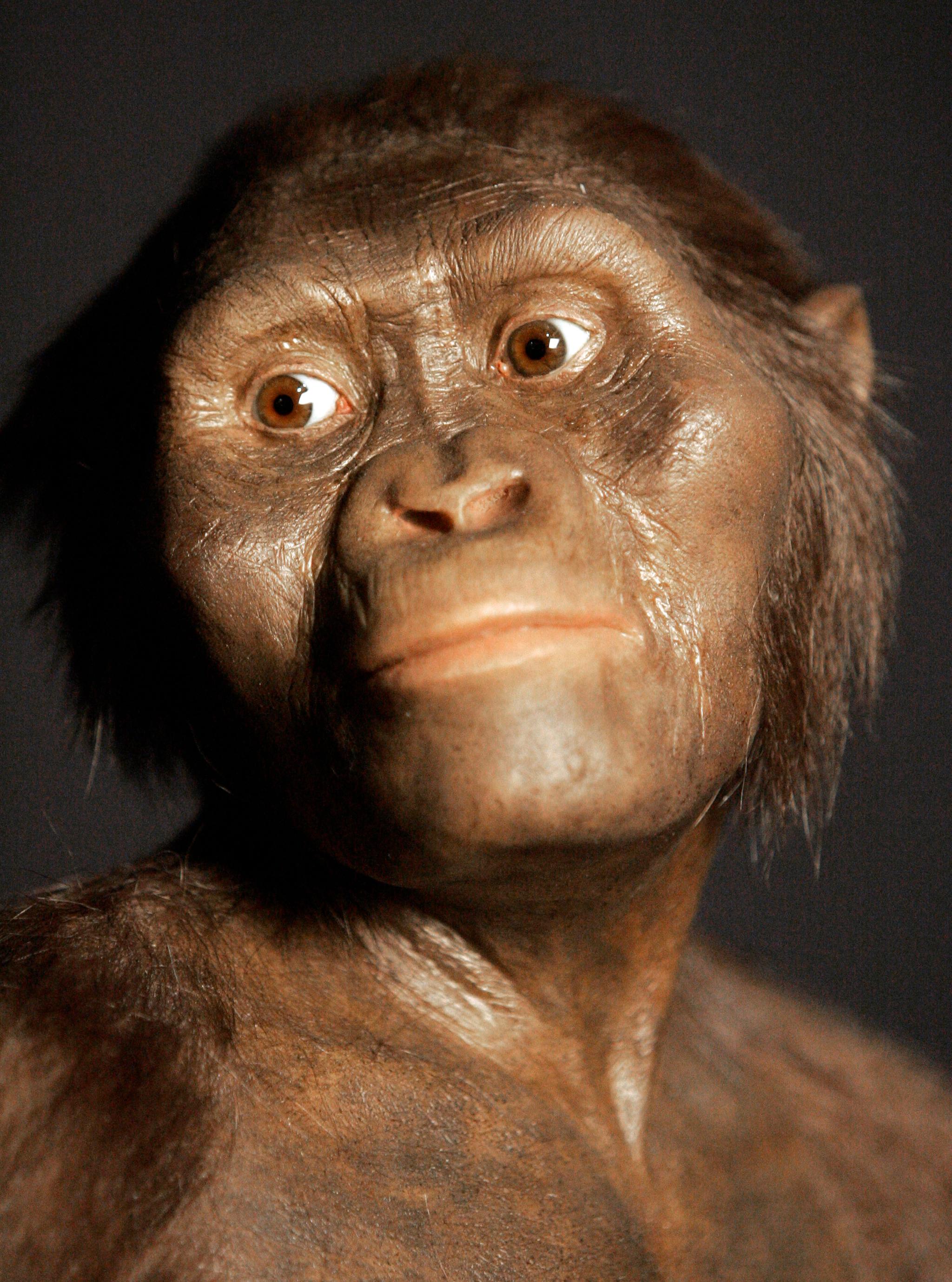 En modell av hvordan «Lucy», en Australopithecus afarensis, kan ha sett ut.