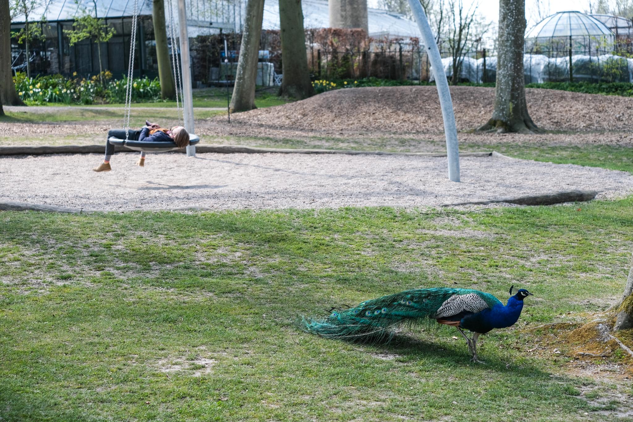 Påfugler vandrer fritt i Egeskovs prisbelønte hager. Slottet er spesielt populært blant familier på grunn av de gode lekeplassene.