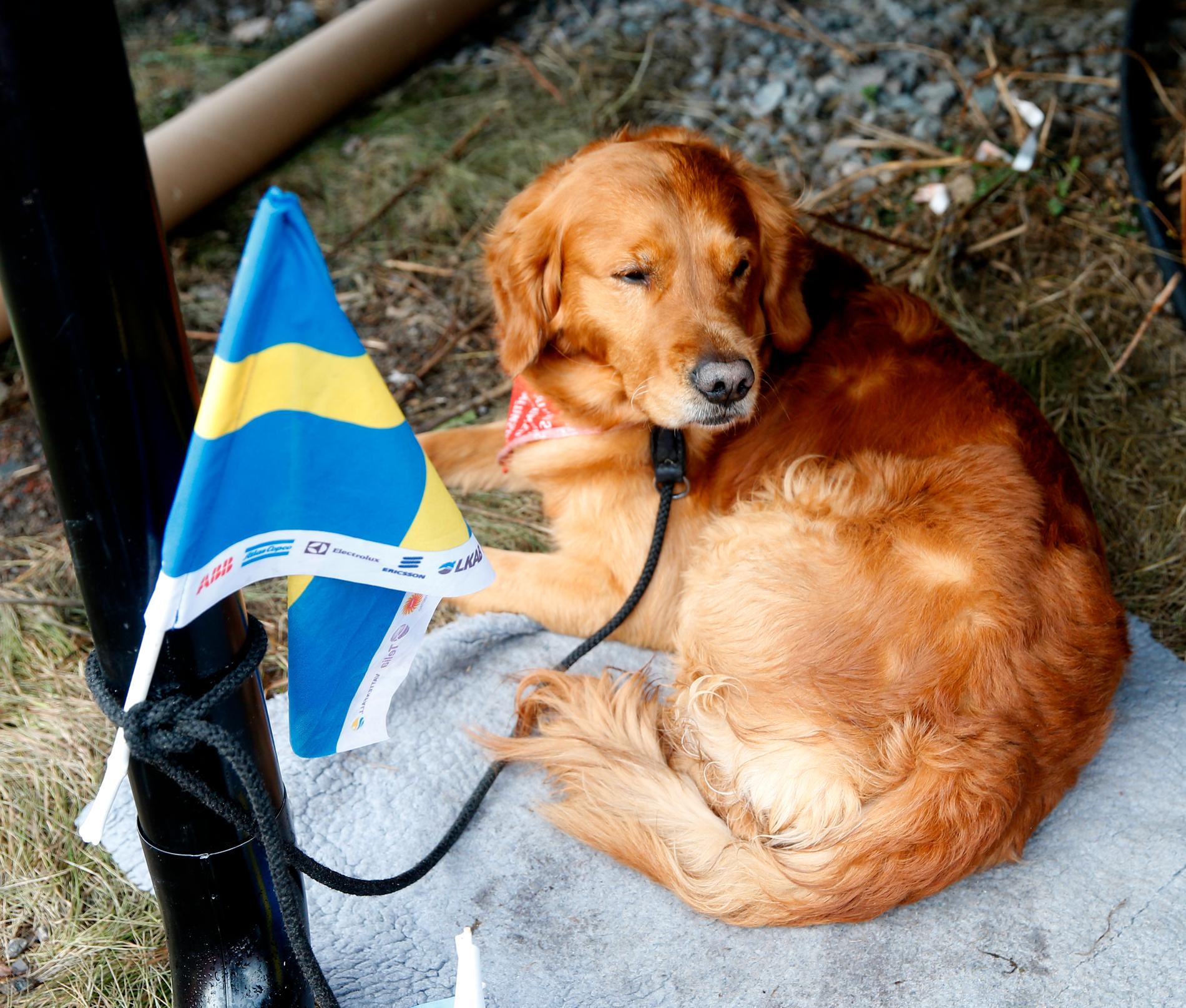 lovende dosis hjælpemotor Nye regler for hunder på utenlandsreise