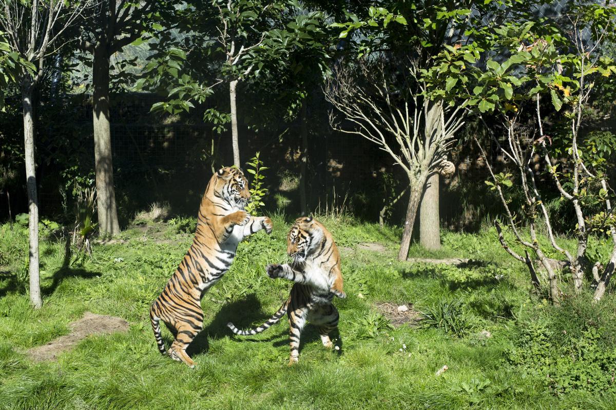 DYREHAGE: Hovedattraksjonen i London Zoo er nok de fine Sumatratigrene.