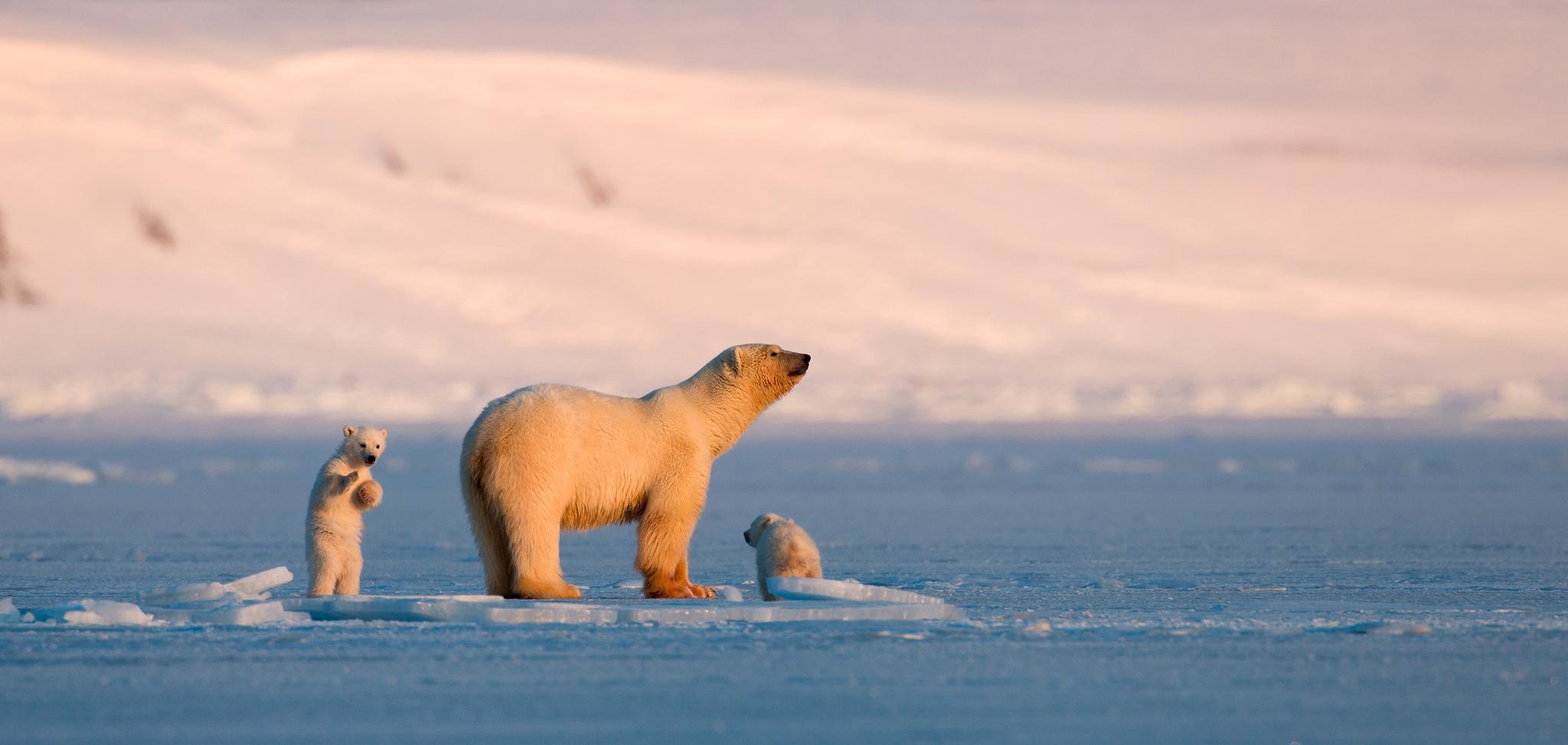 Isbjørnbinna Frost og ungene.