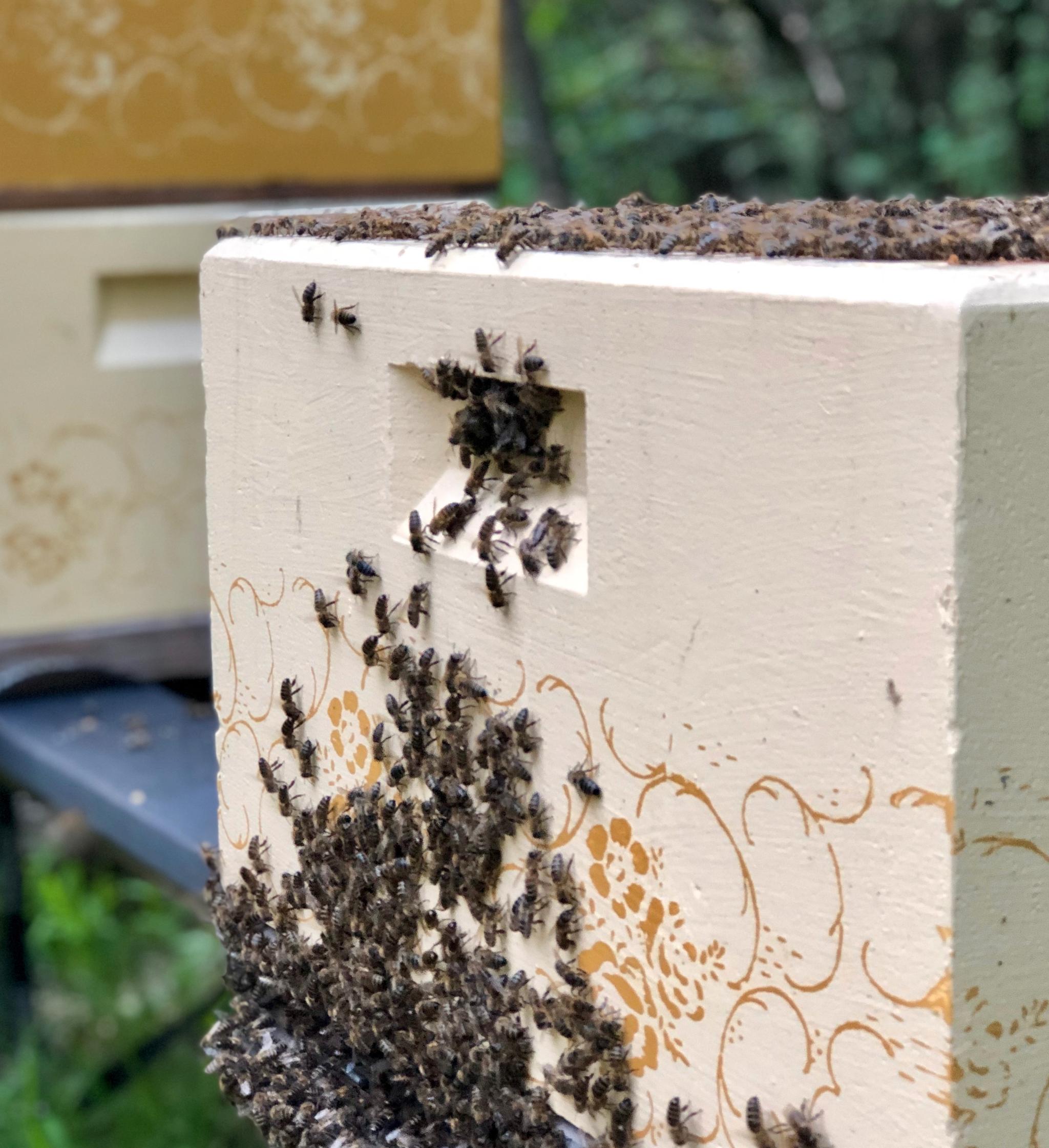 Arbeiderbiene har et hardt liv. Det er lange dager på leting etter nektar til å lage honning for å overleve vinteren.