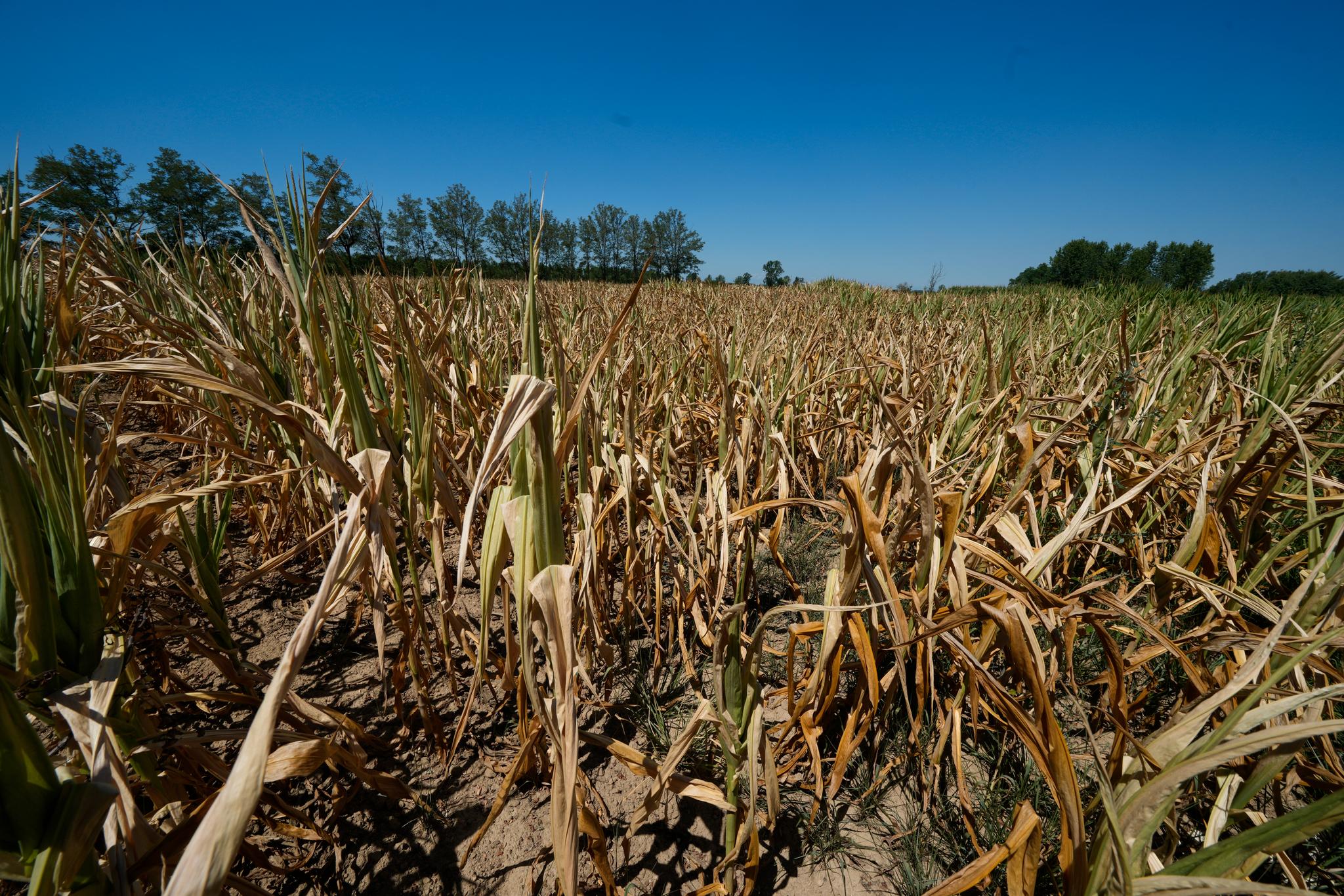 Det er knusktørt på åkrene i Nord-Italia om dagen. Italias konføderasjon av landbruksprodusenter frykter at 30–40 prosent av årets sesongavling kan gå tapt.